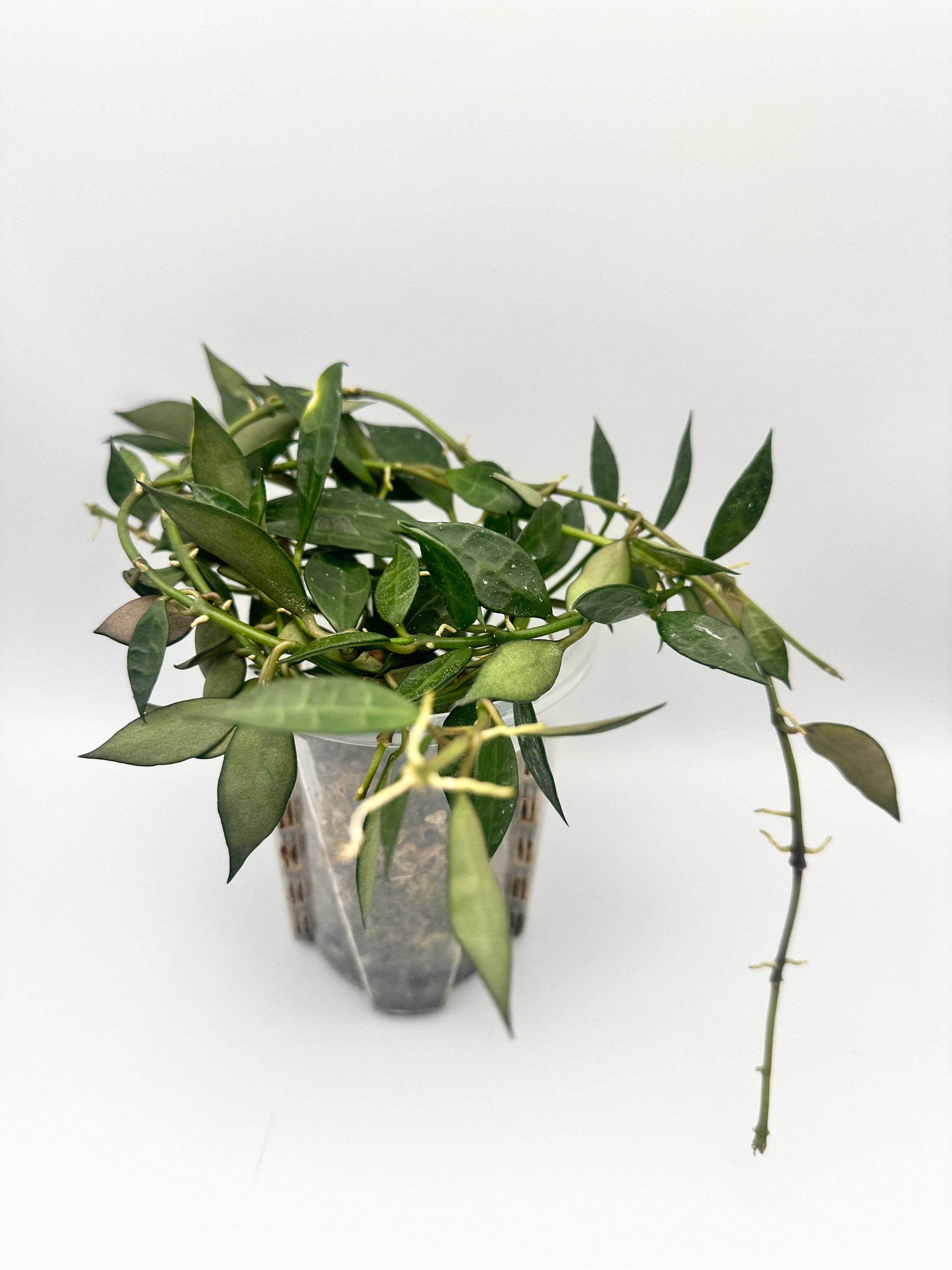 Hoya Lacunosa ‘Green’ Full Pot