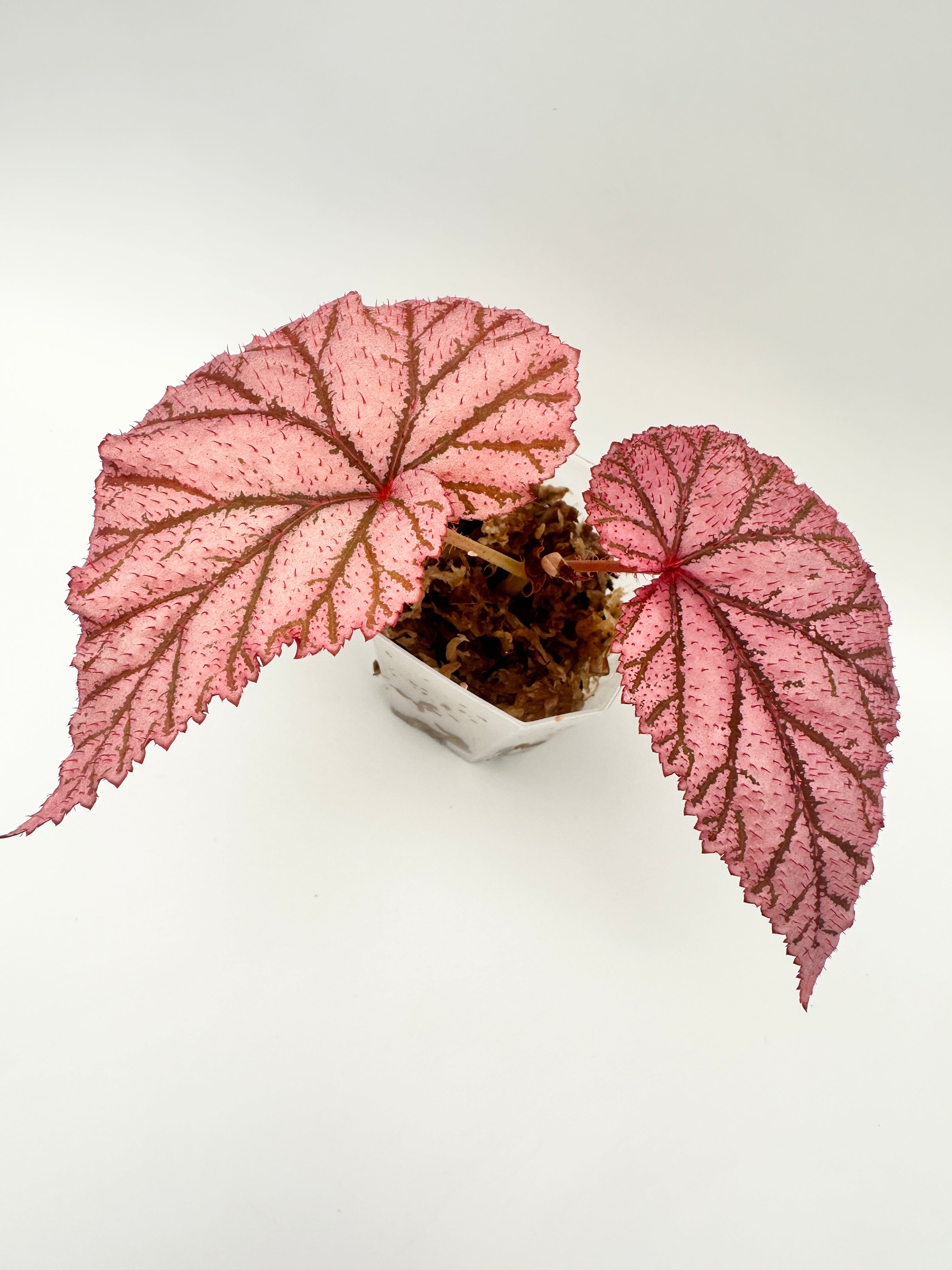 Begonia ‘Tingley Mallet’ A