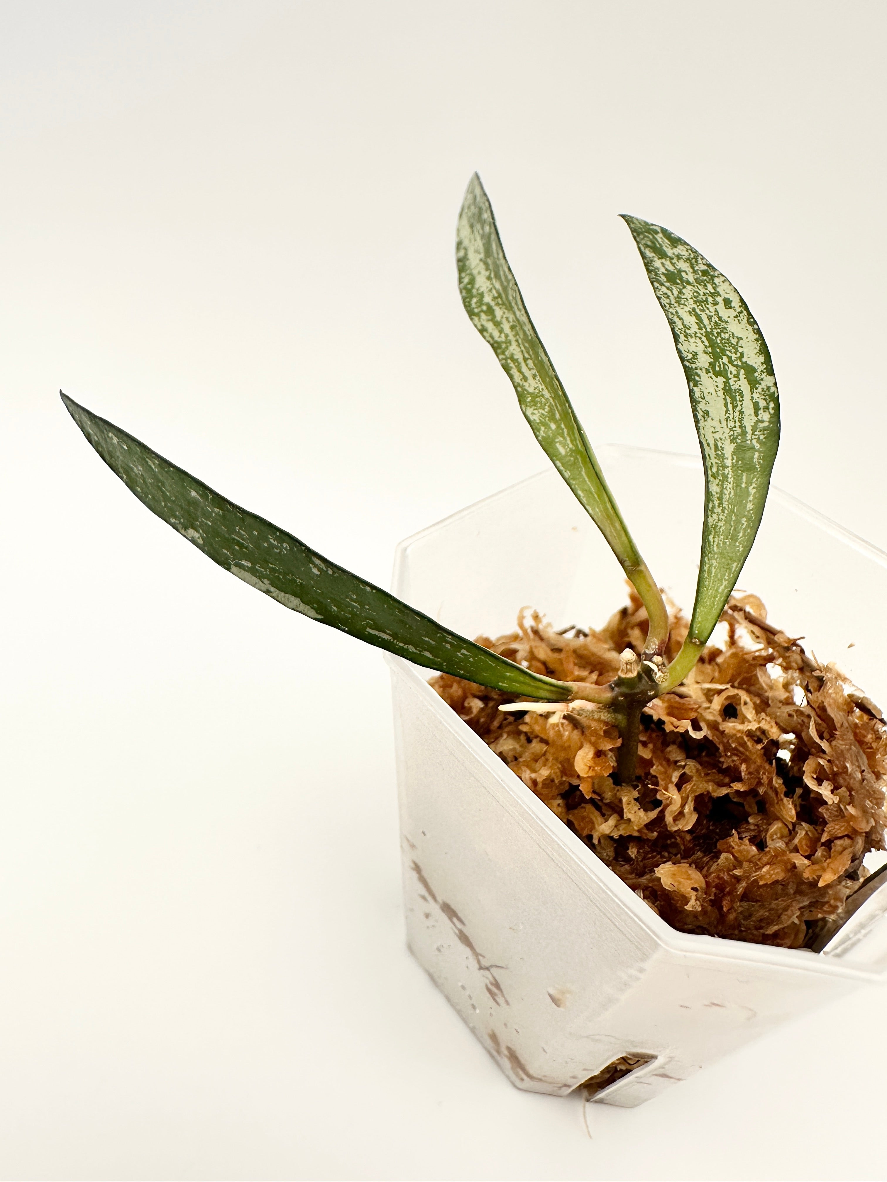 Hoya Sp. Tanggamus Bamboo Leaf Silver (A)