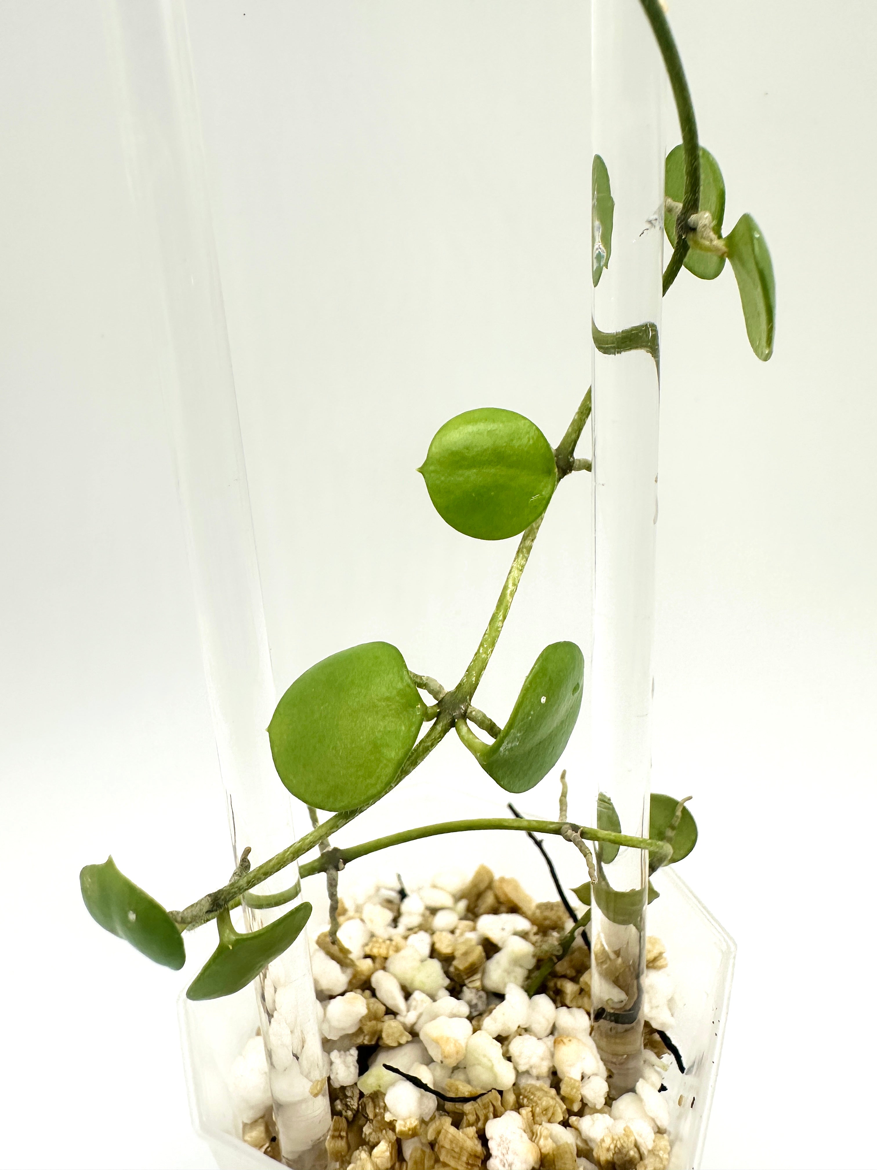 Hoya Peltata (C)