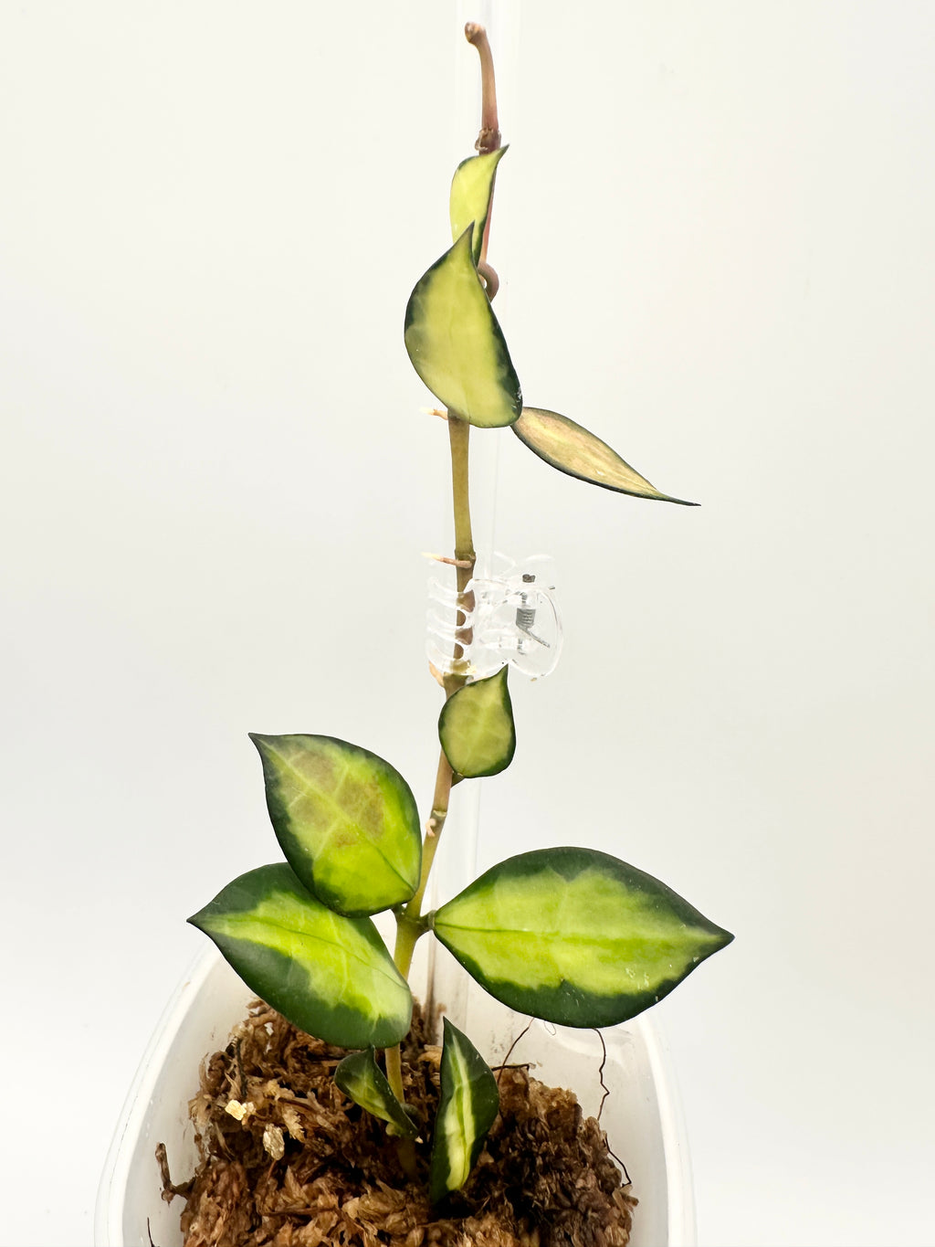 Hoya Lacunosa ‘Queen Midori’