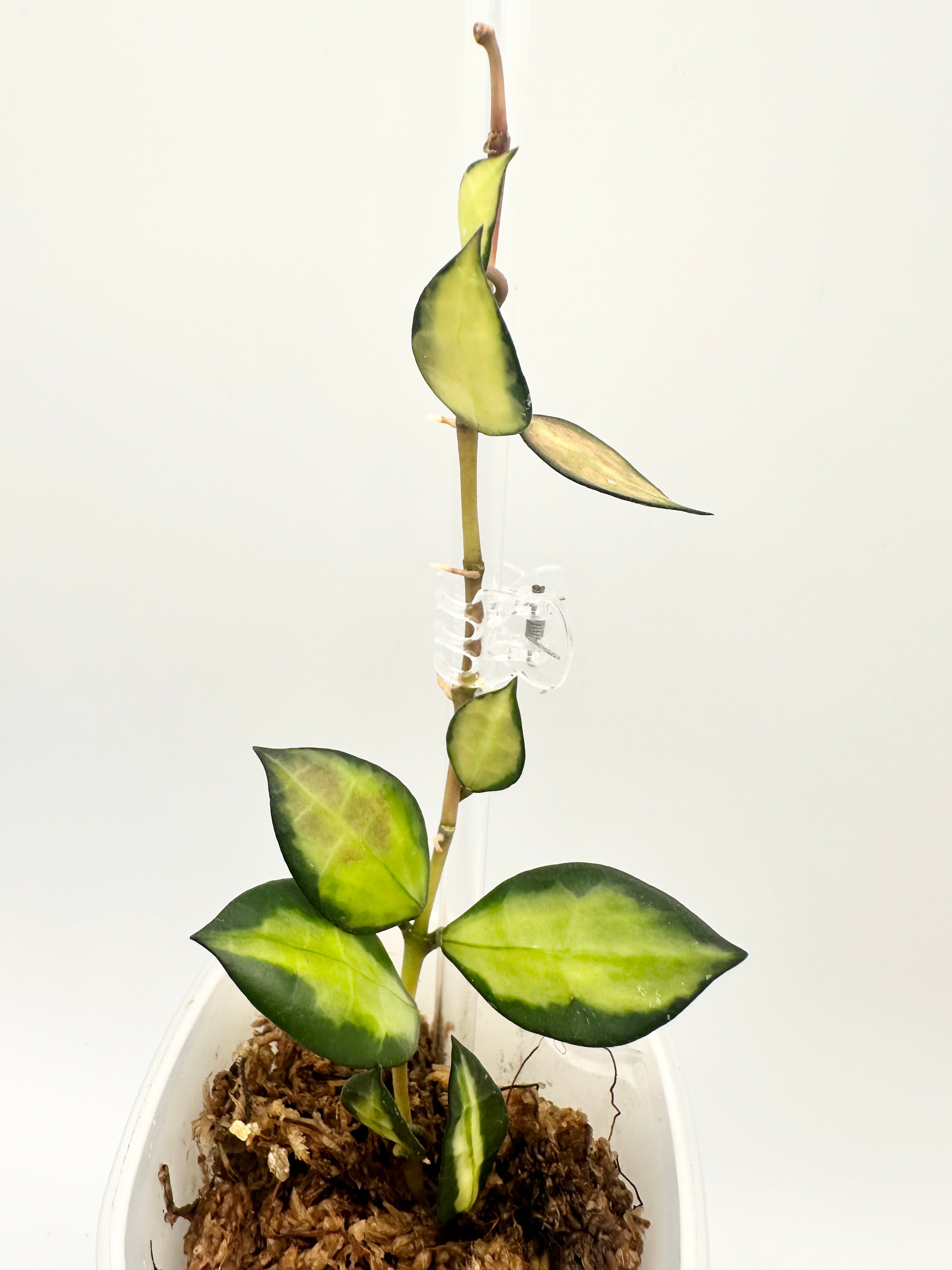 Hoya Lacunosa ‘Queen Midori’