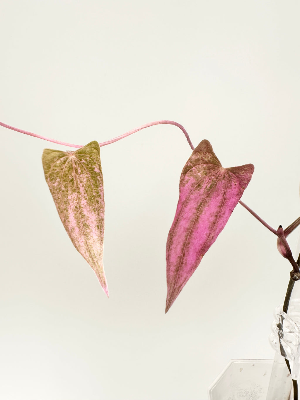 Dioscorea ‘Pink Pixel’ (RARE) 🦄