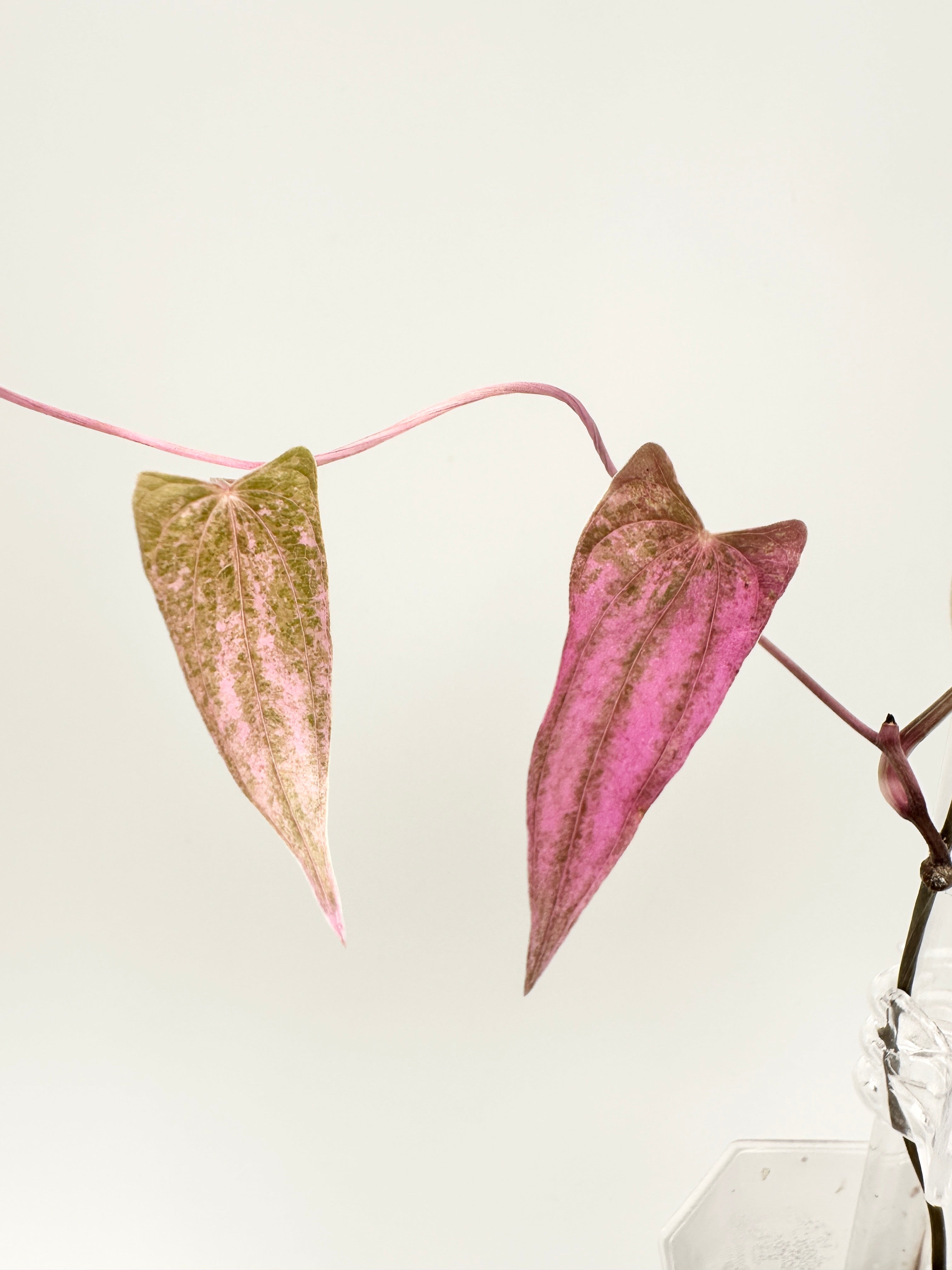 Dioscorea ‘Pink Pixel’ (RARE) 🦄