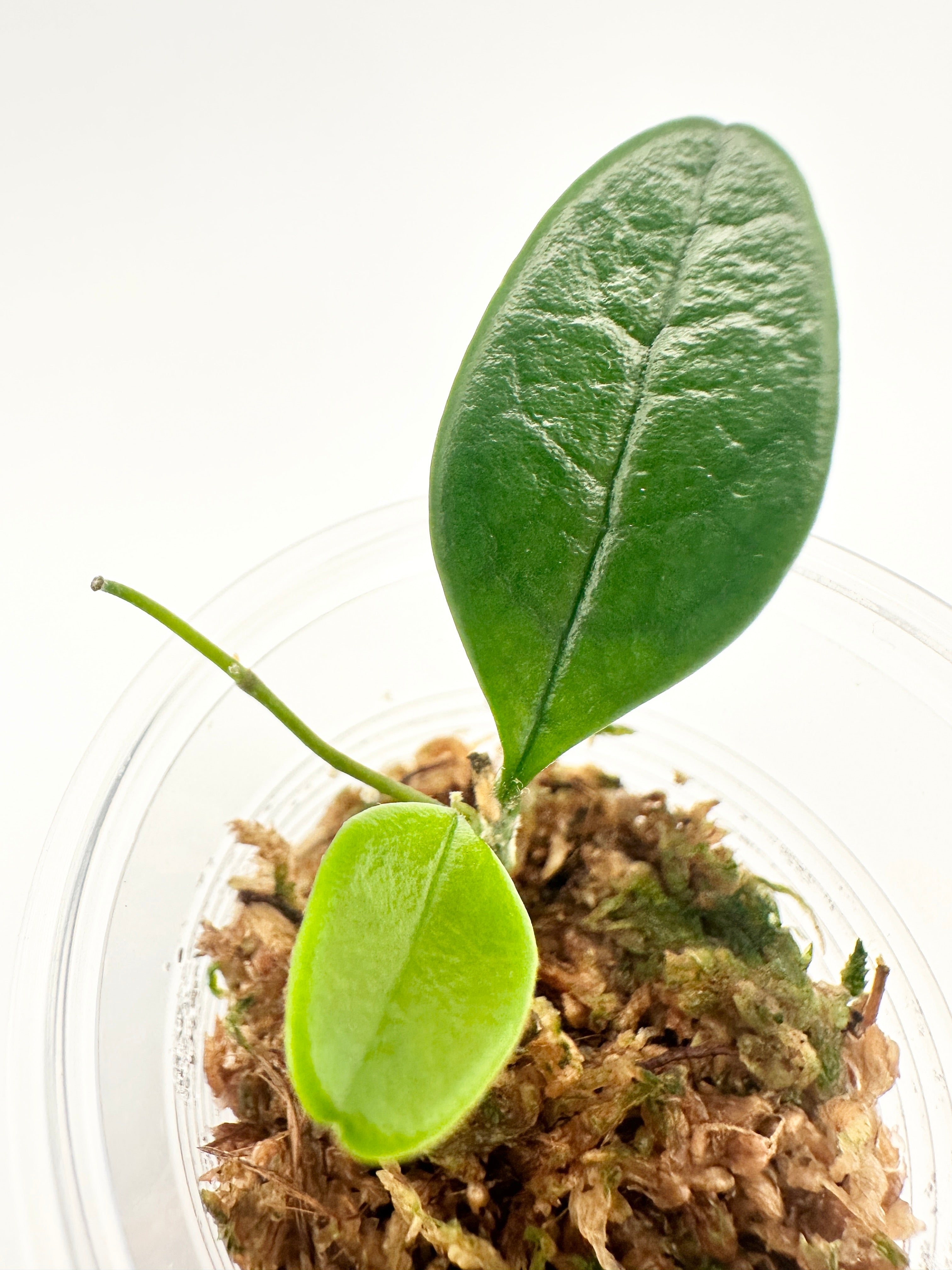 Hoya Uniflora