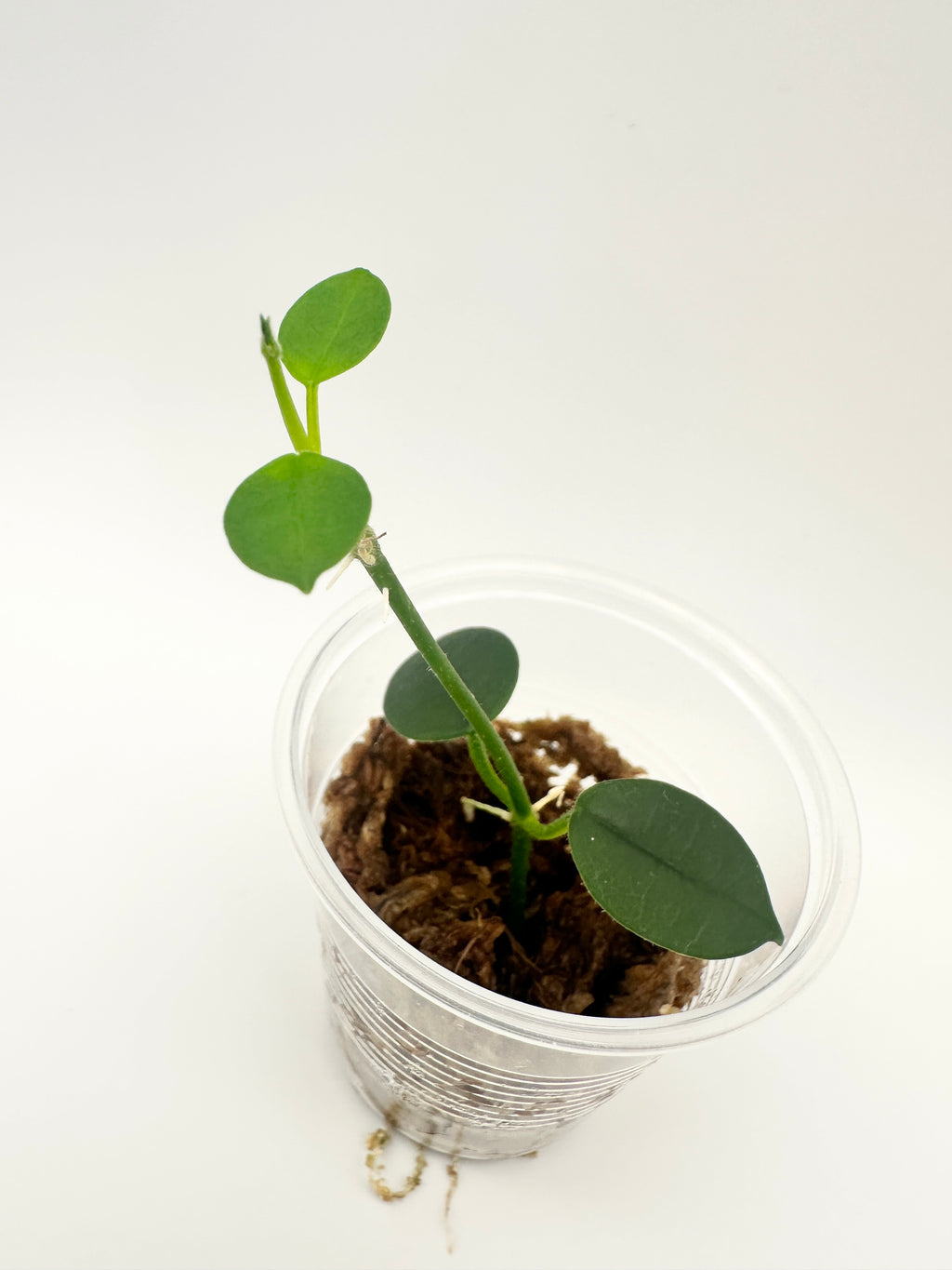 Hoya Lithophytica