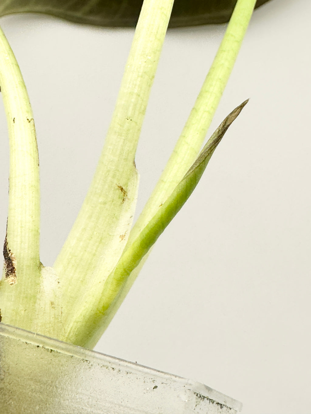 Alocasia Regal Shield Albo (Established, Big)