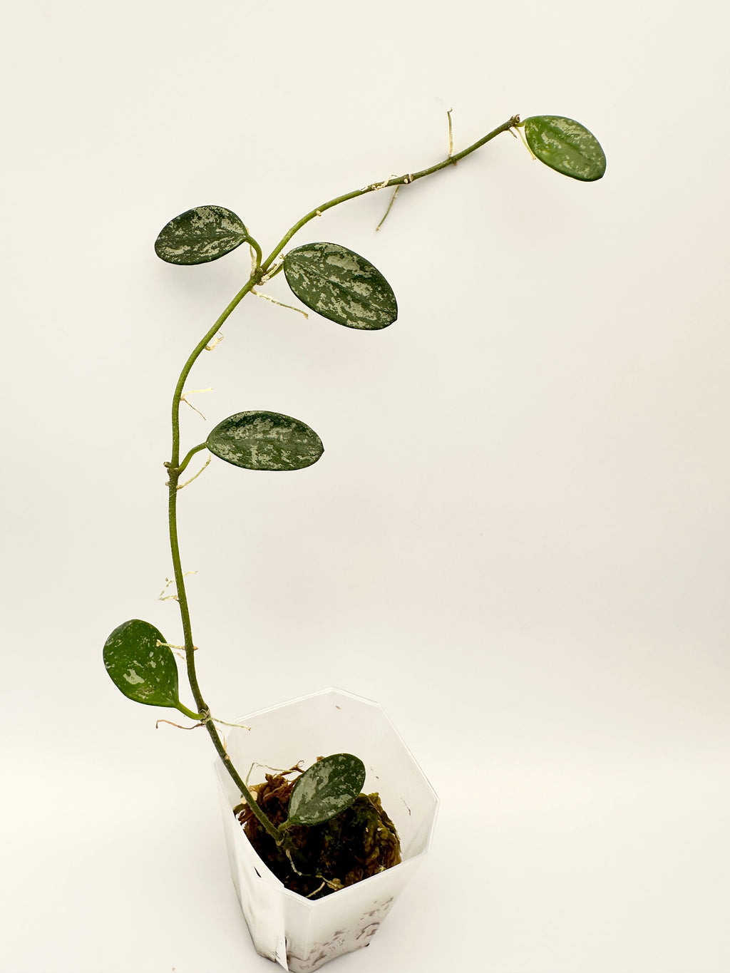 Hoya Lima Splash