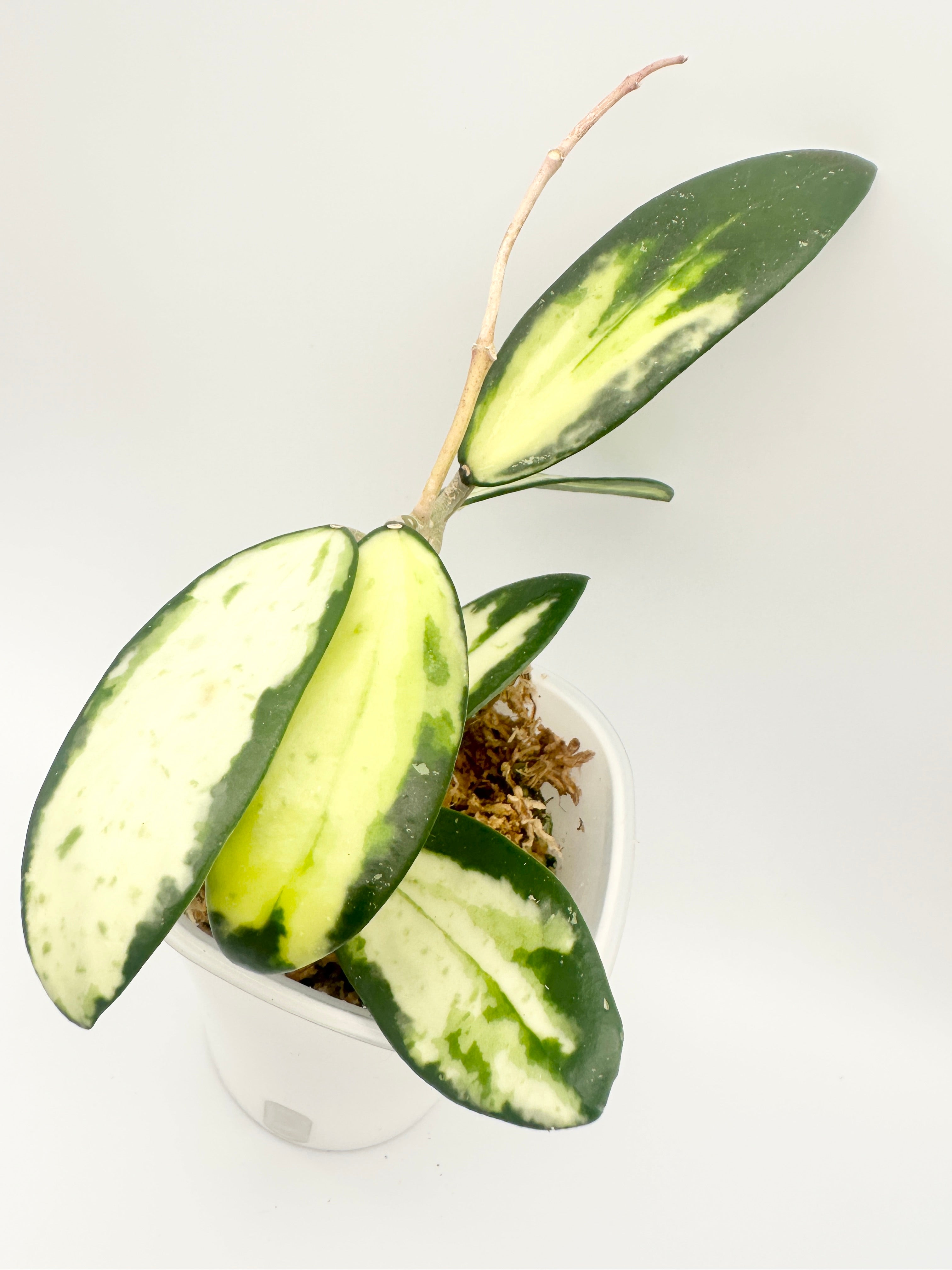 Hoya Acuta Var.