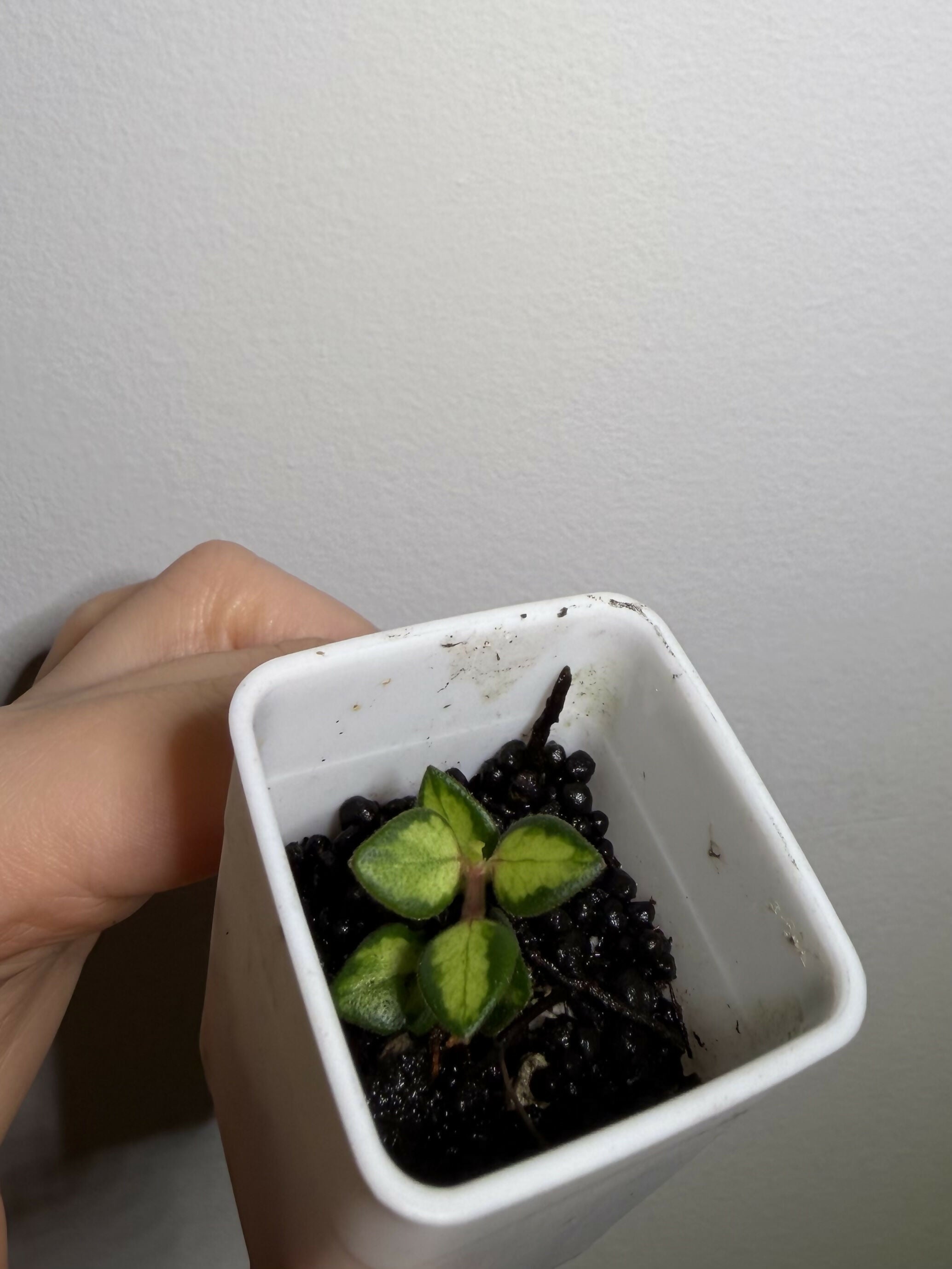 Hoya Chinghungensis Var. - C