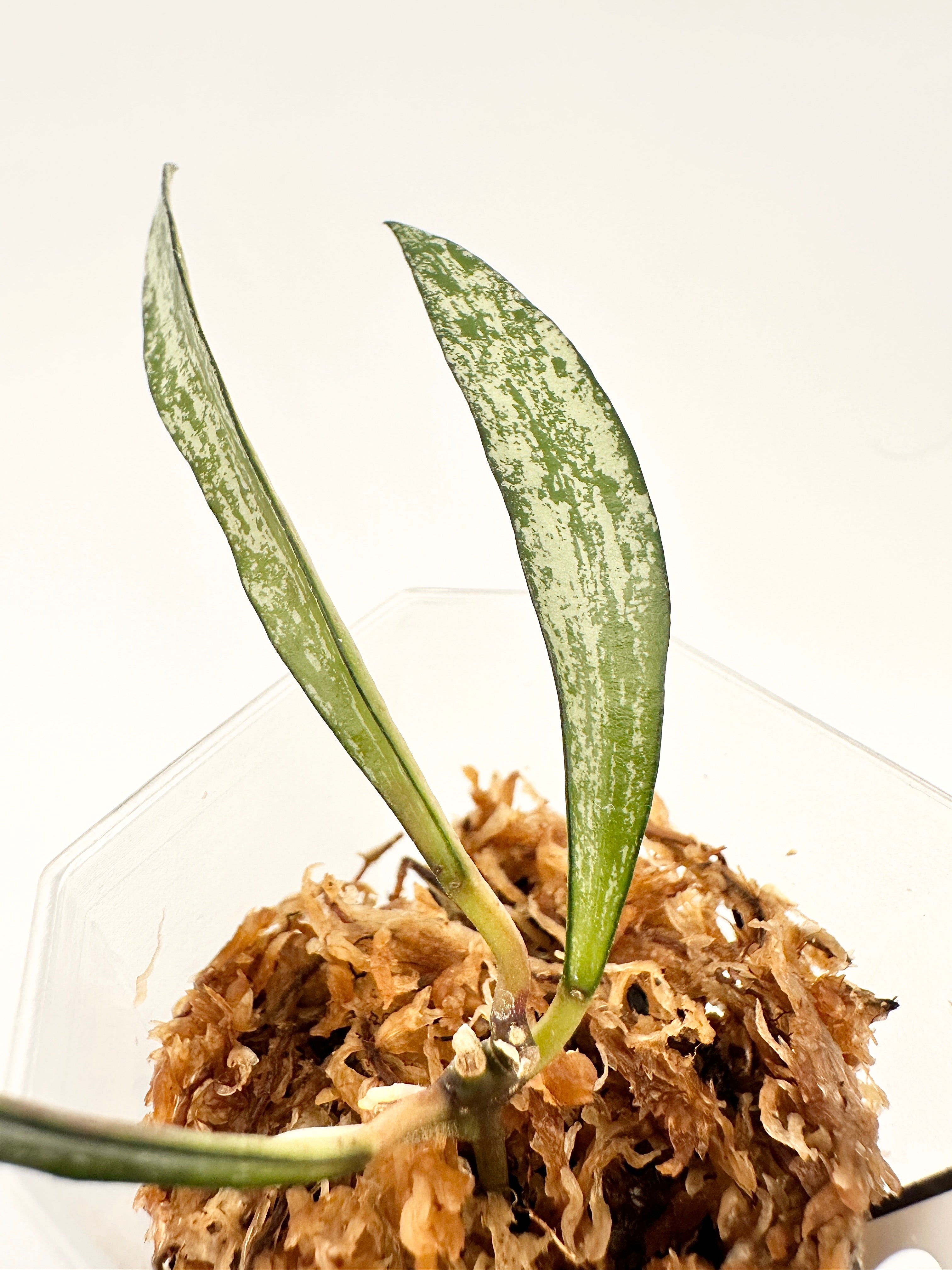 Hoya Sp. Tanggamus Bamboo Leaf Silver (A)