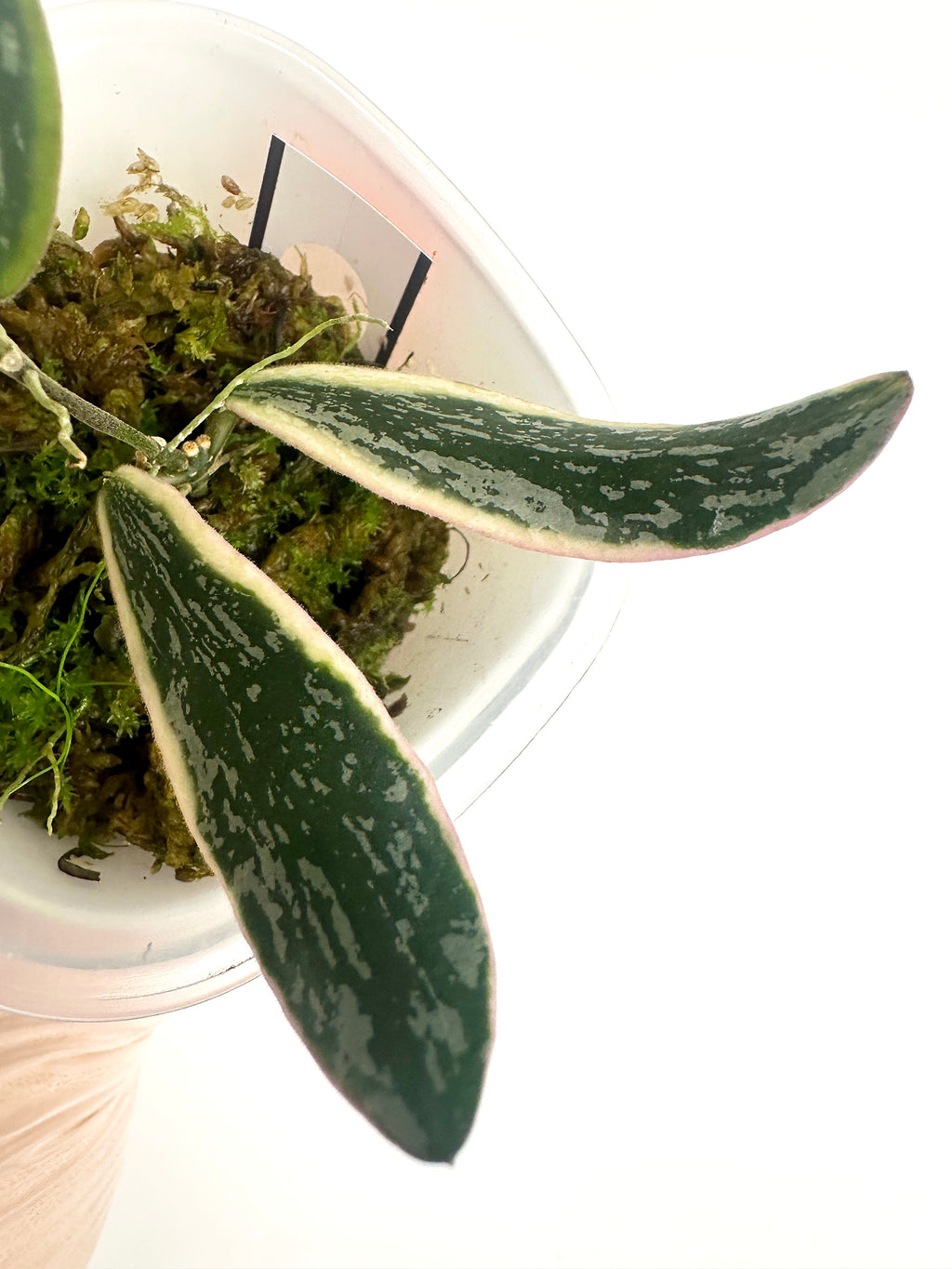 Hoya Sigillatis Albomarginata (with SWP)