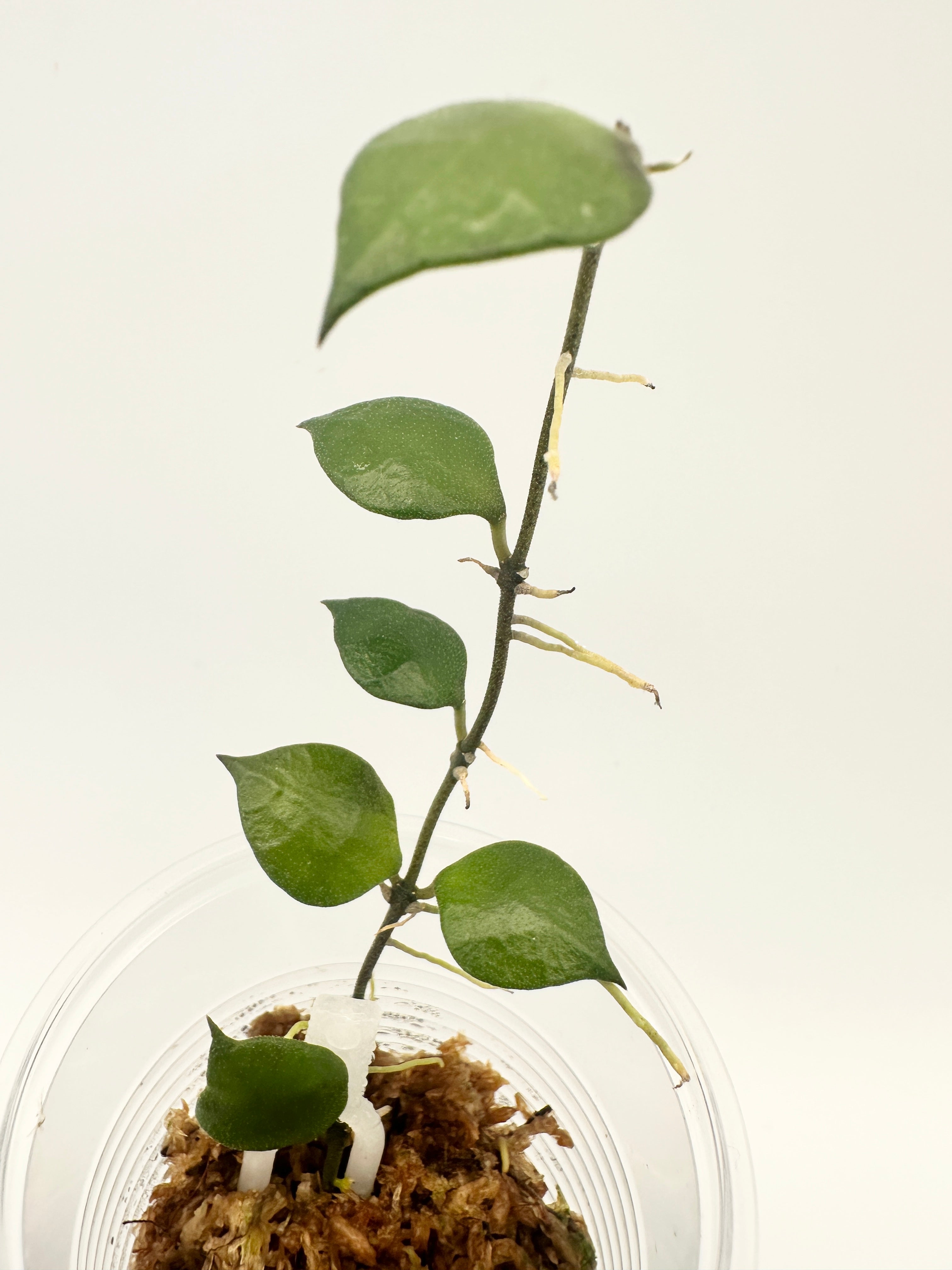 Hoya Minutiflora