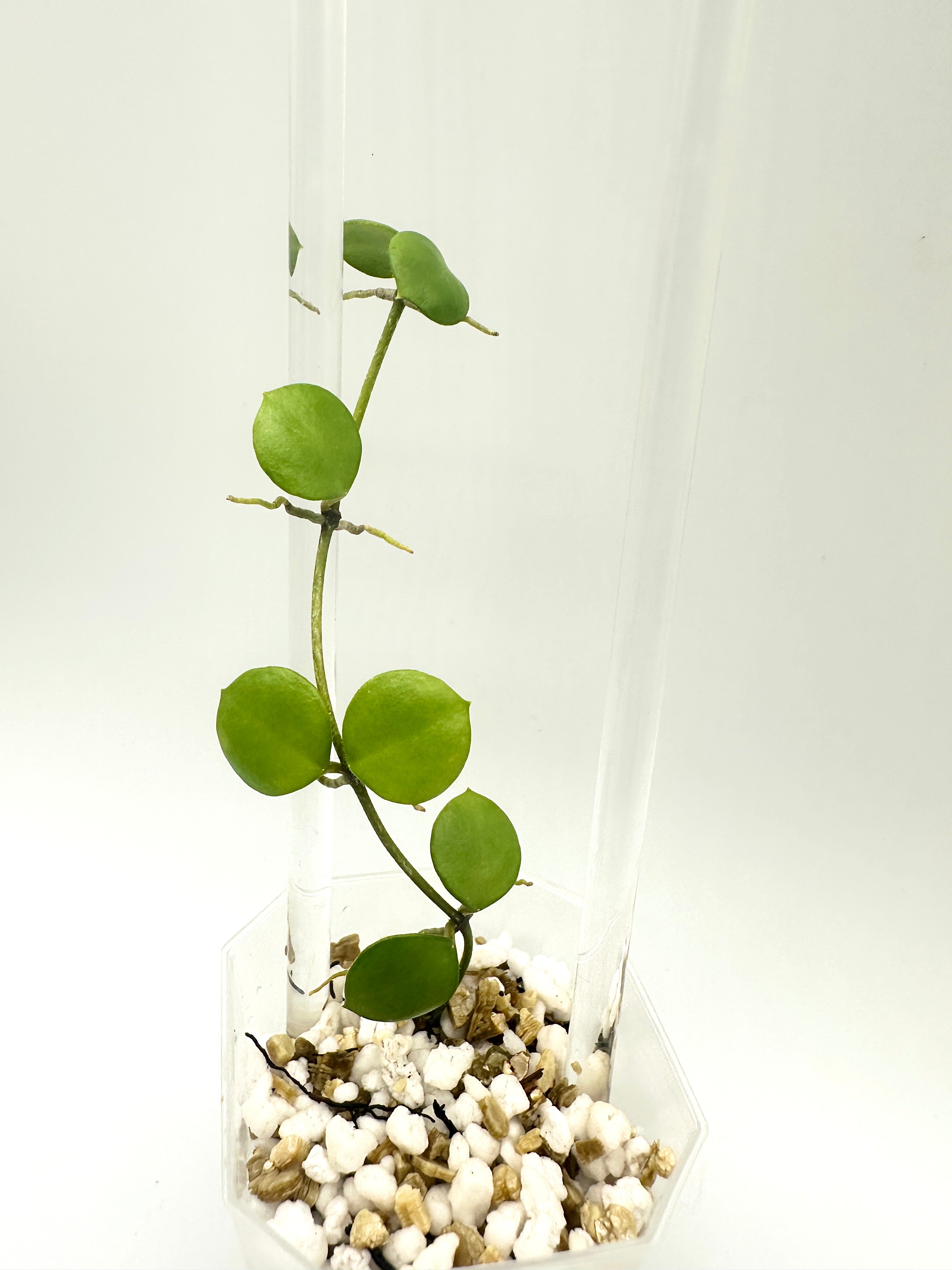 Hoya Peltata (B)