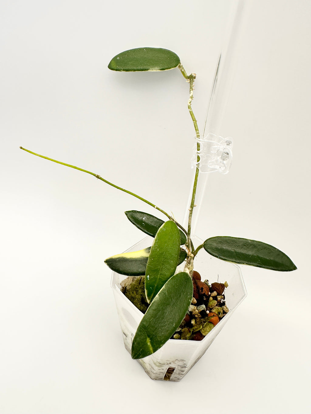 Hoya Lyi Prism (Pink Flower)