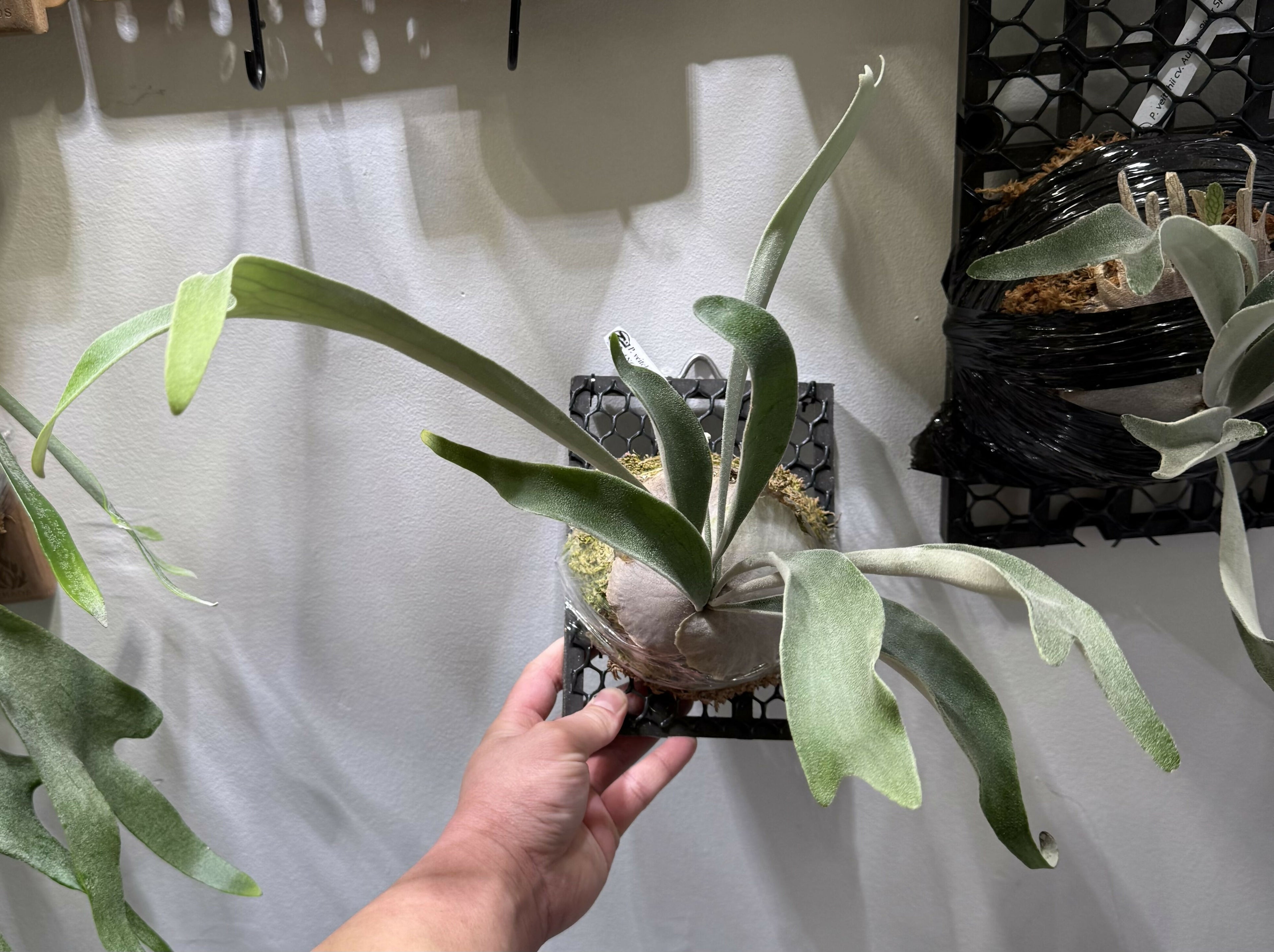 Platycerium Veitchii Wild cv119 Sporeling