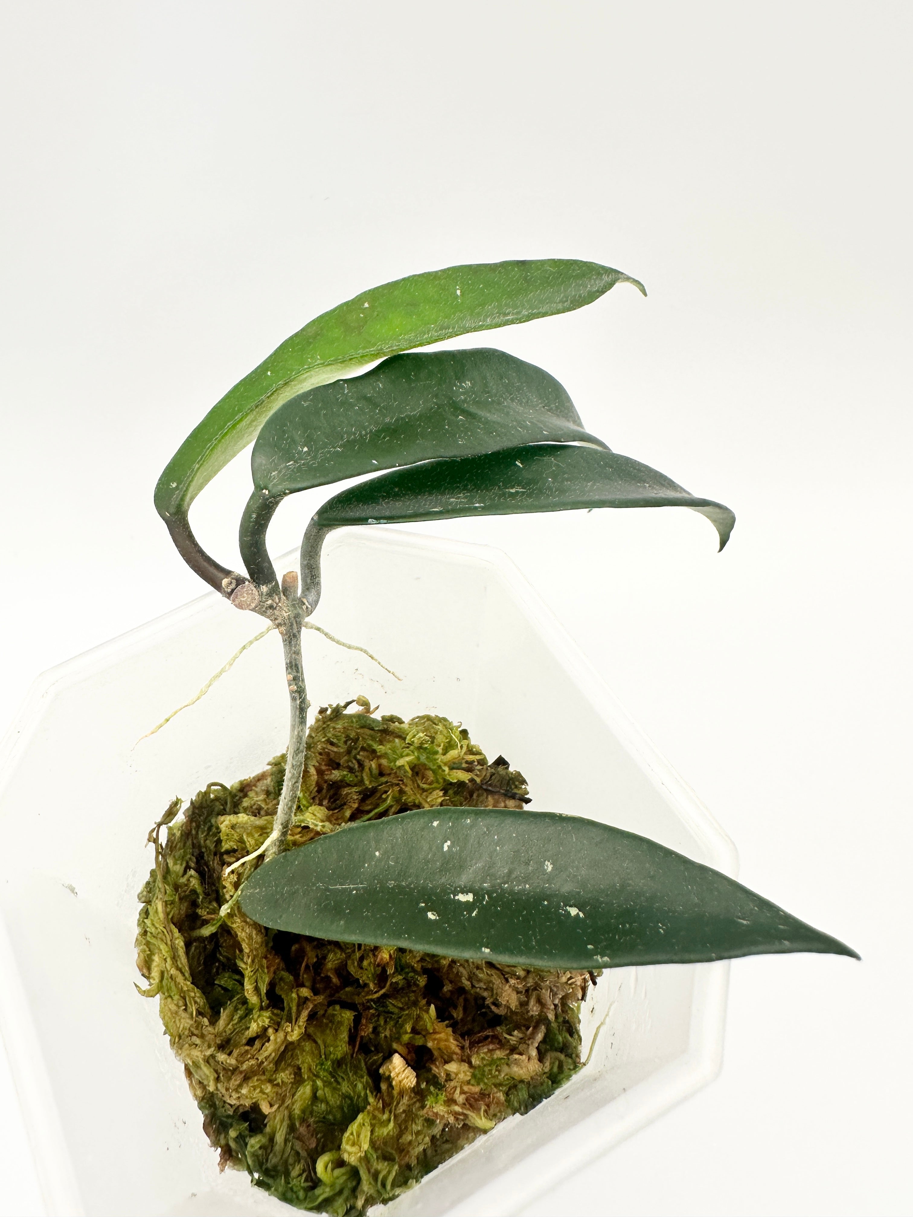 Hoya Mirabilis Clone