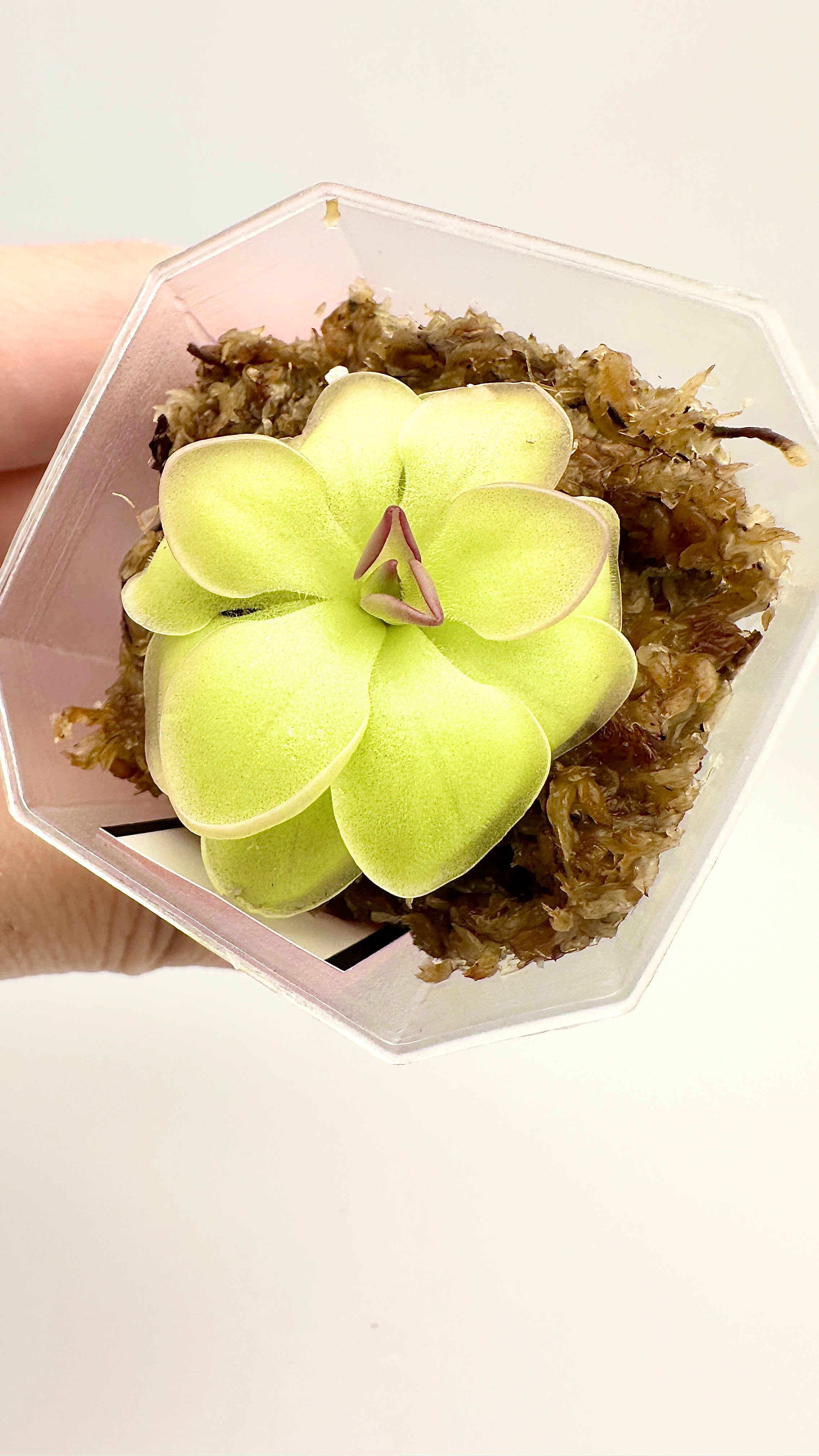 Pinguicula ‘Hanka’