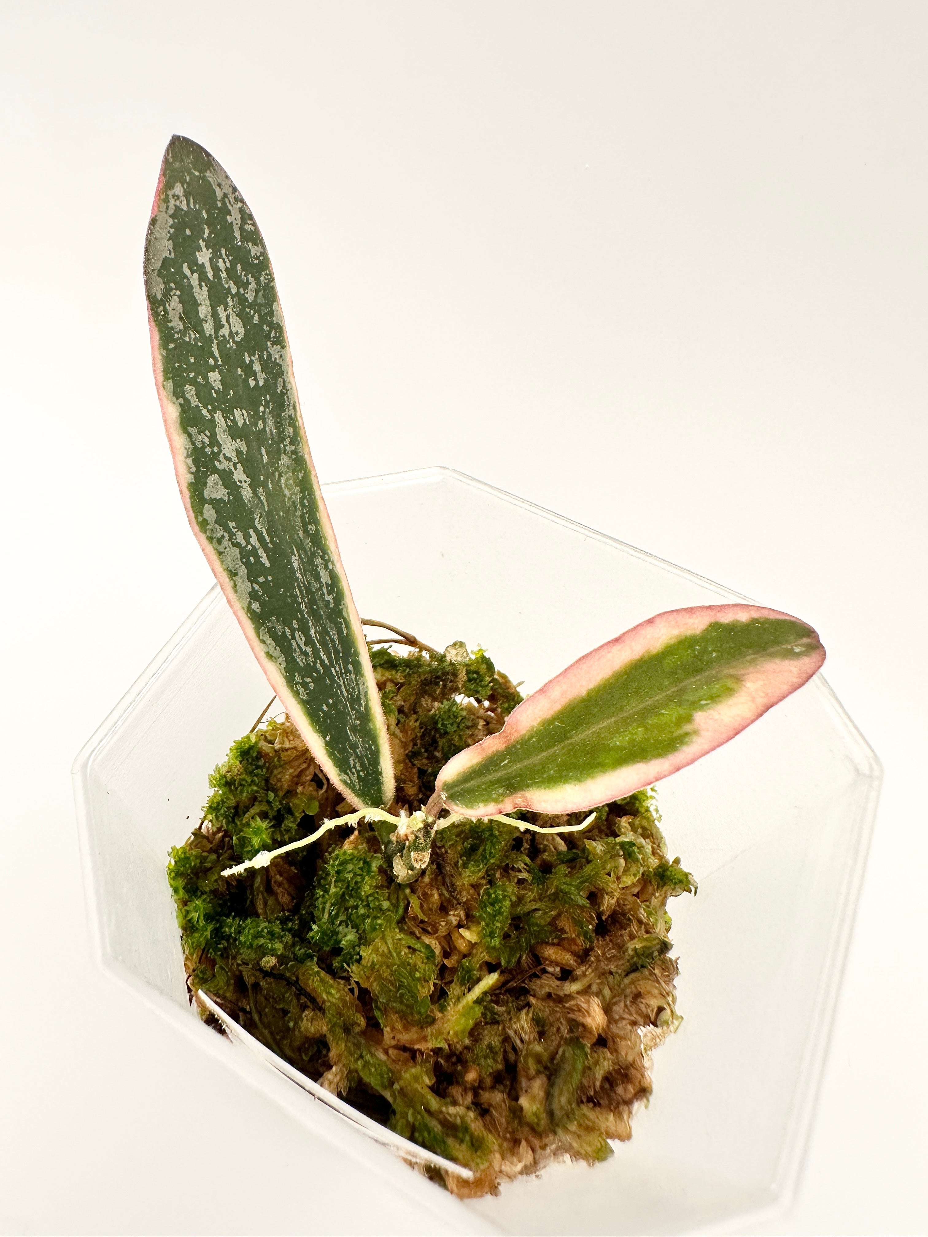 Hoya Sigillatis Albomarginata Splash