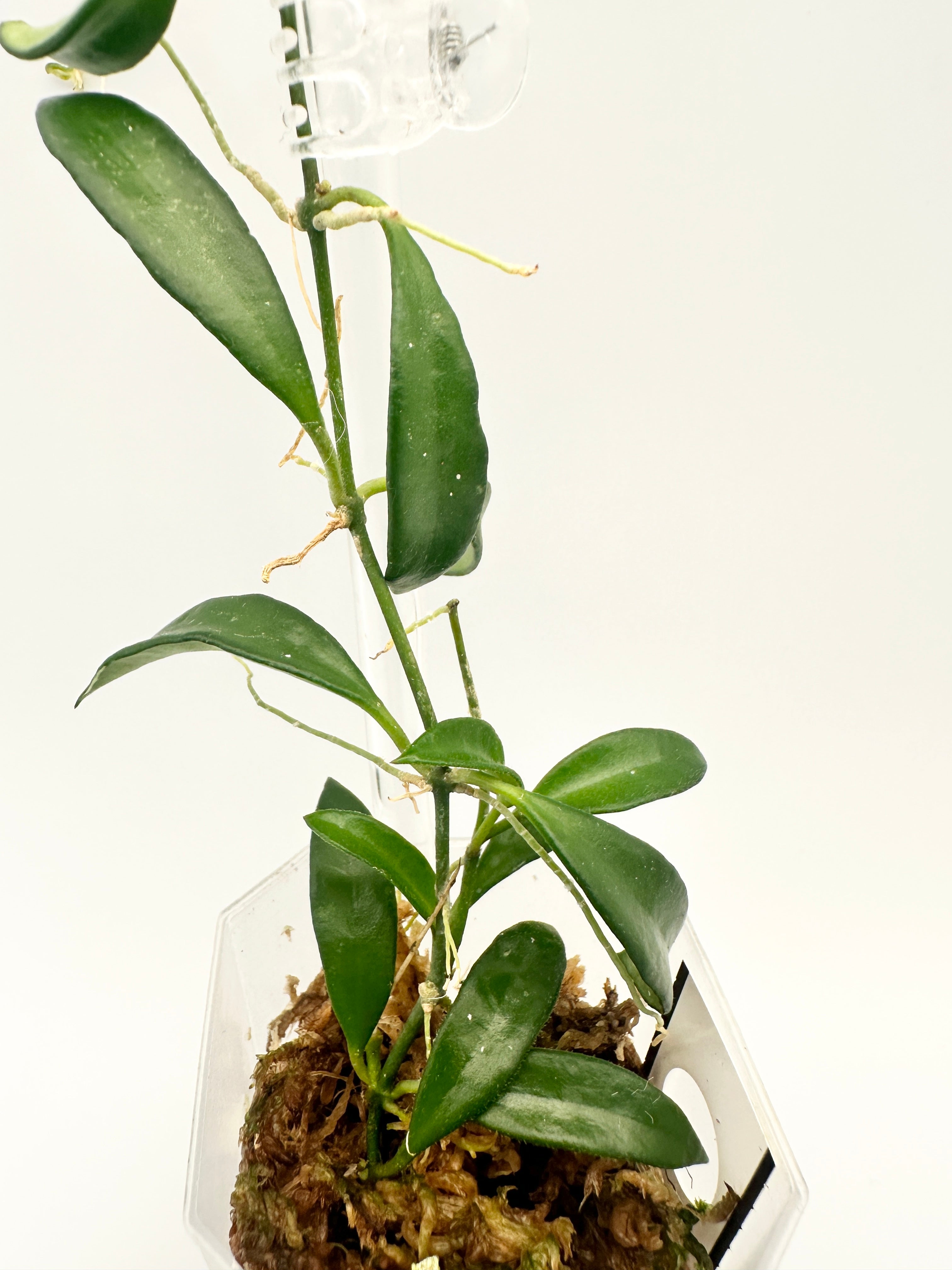 Hoya Sp. Zambales Mini