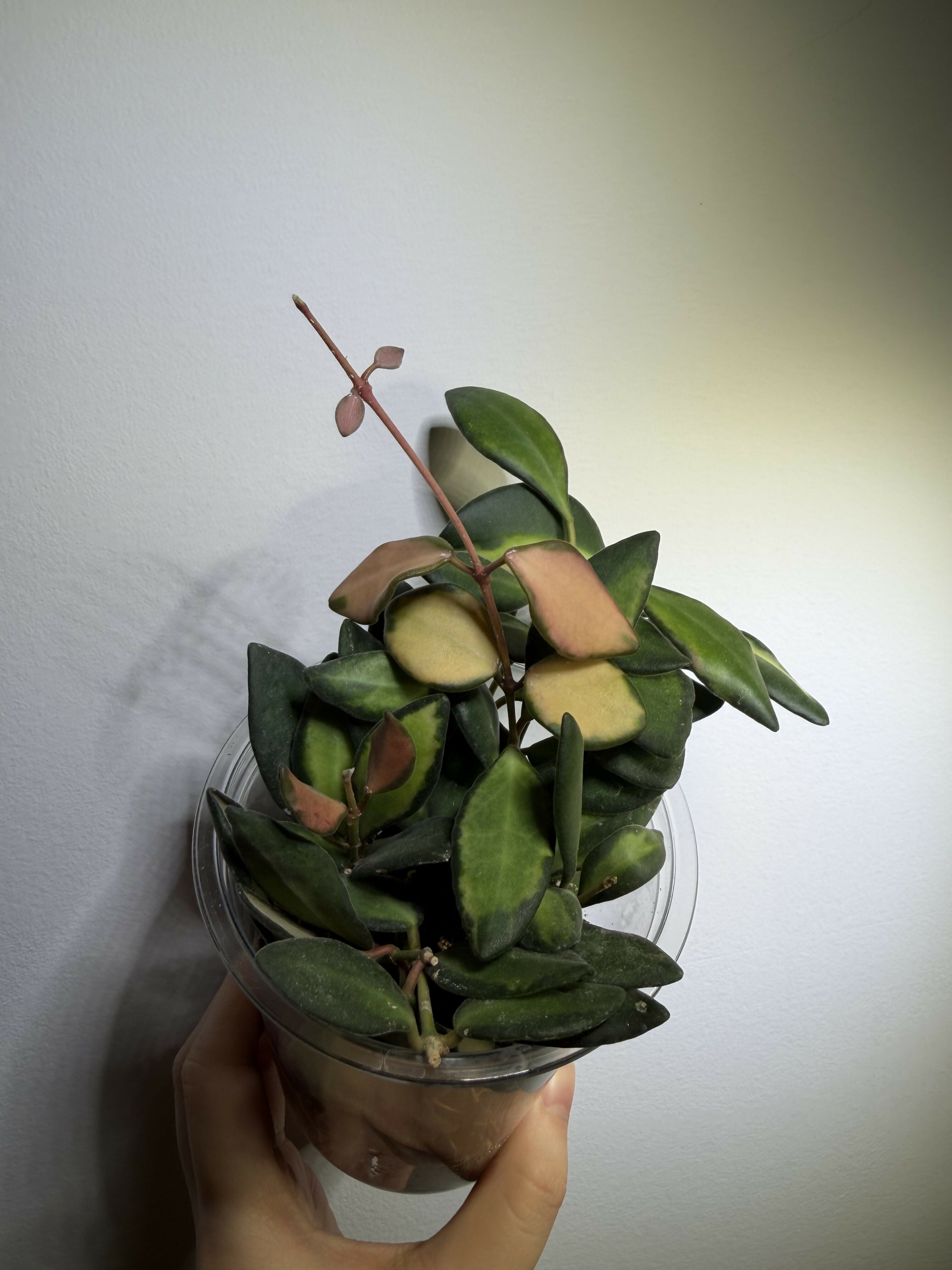 Hoya Burtoniae Aff. Variegated