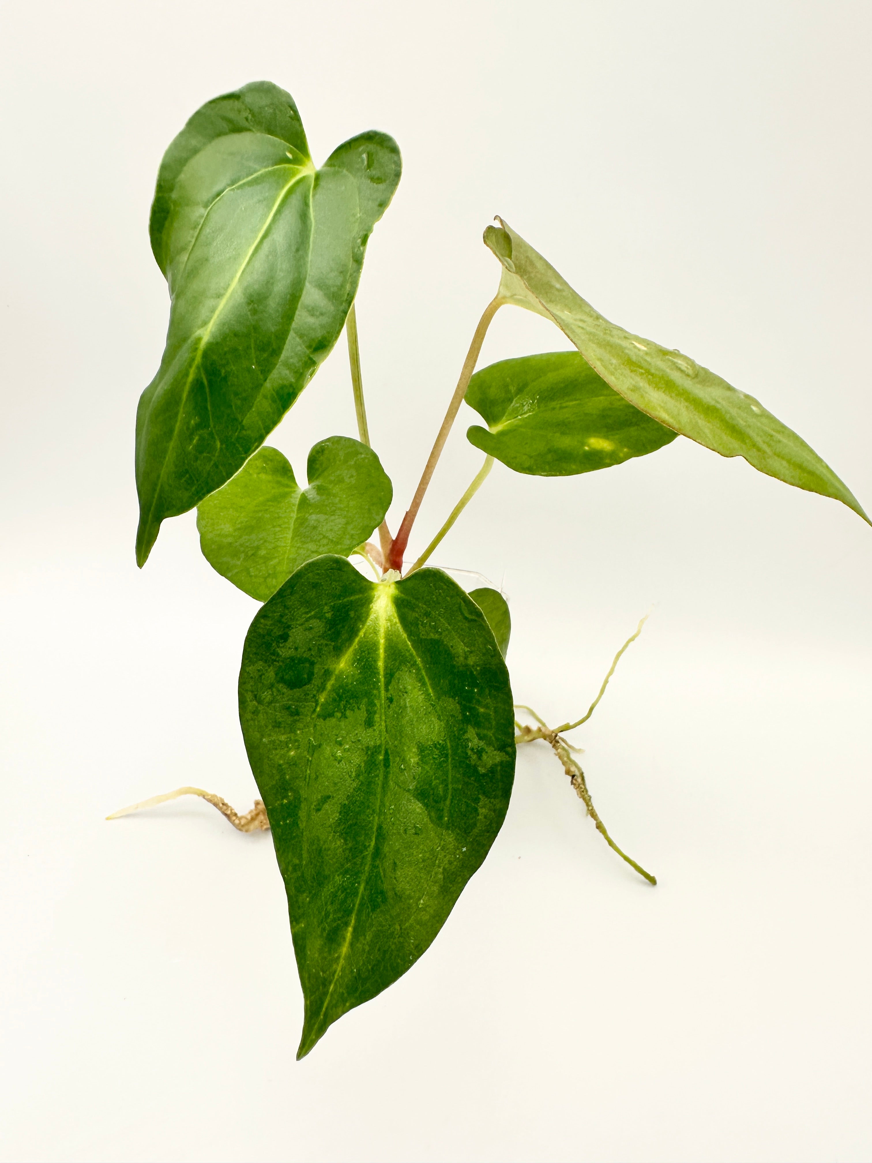 Anthurium Dark Phoenix x Antolakii (Round x Felix)
