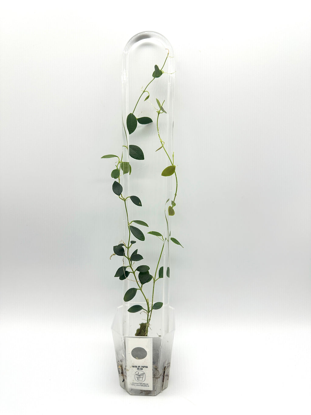 Hoya Sp. IM-08