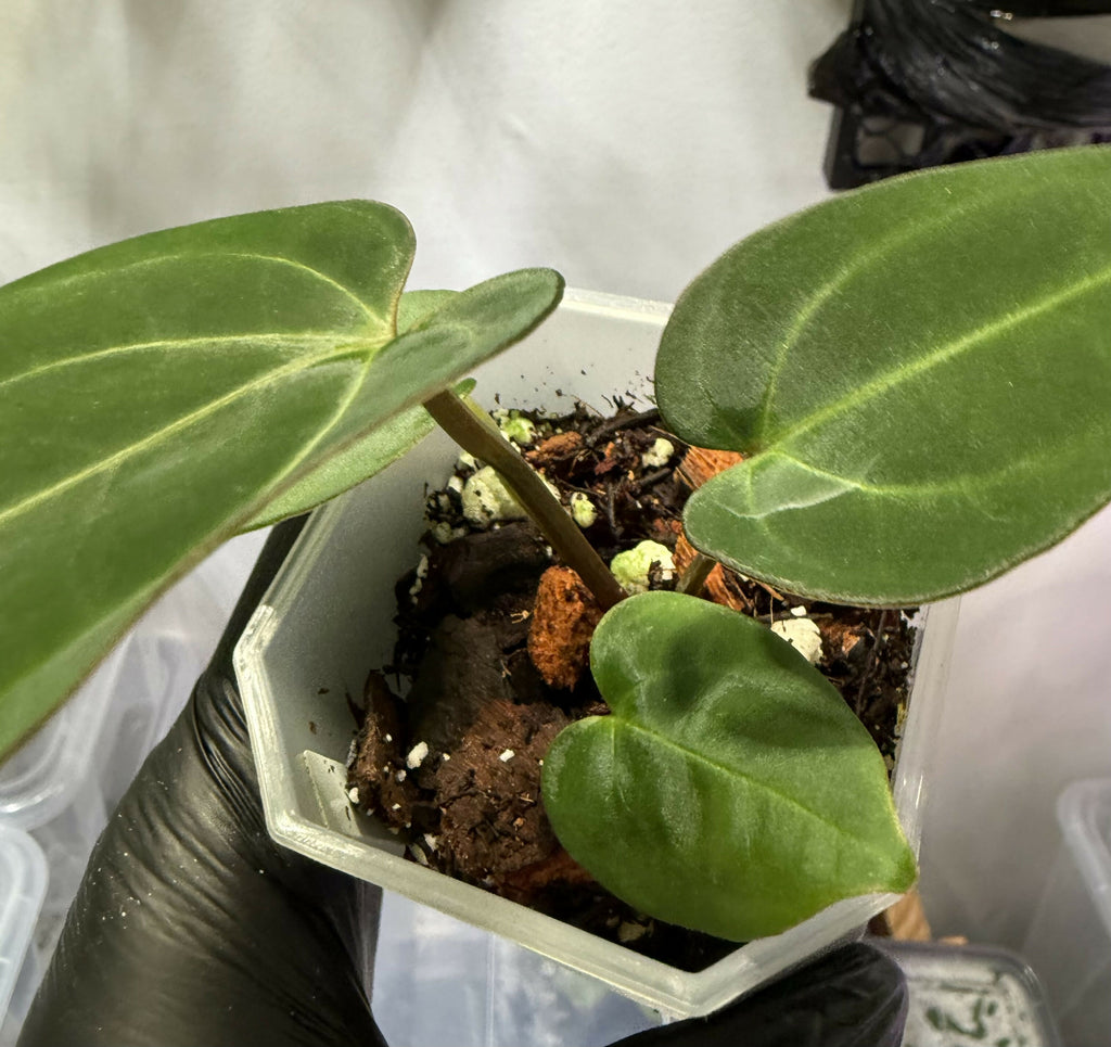 Anthurium (Dress x Carla "Amanda") x Carla 6x5