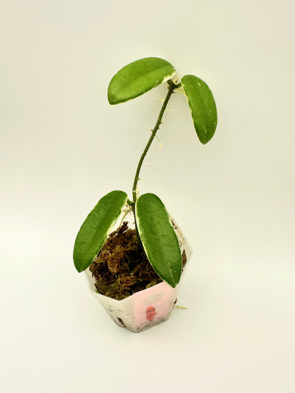 Hoya Lyi Prism - Pink Flower (C)