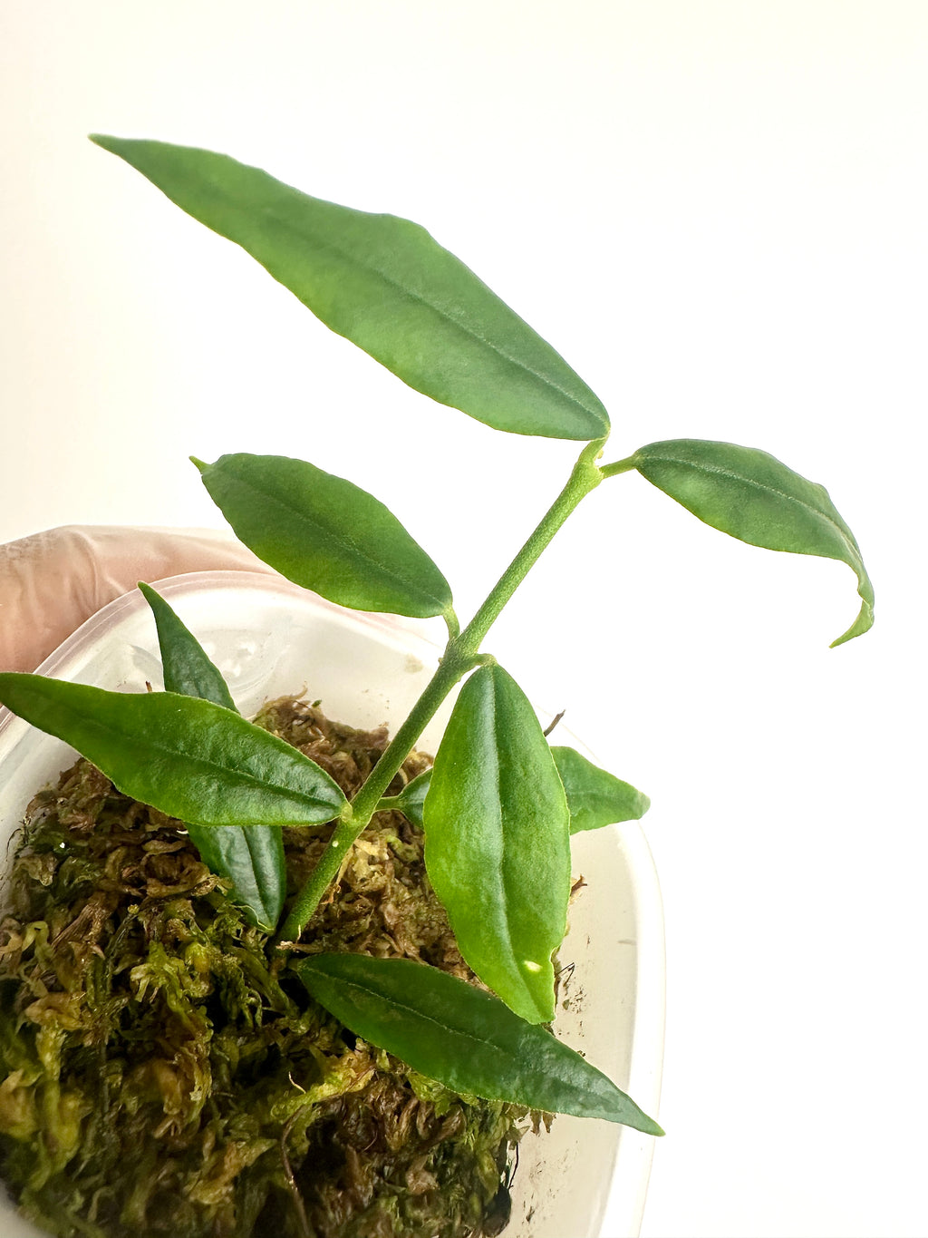 Hoya Paxtonii (with SWP)