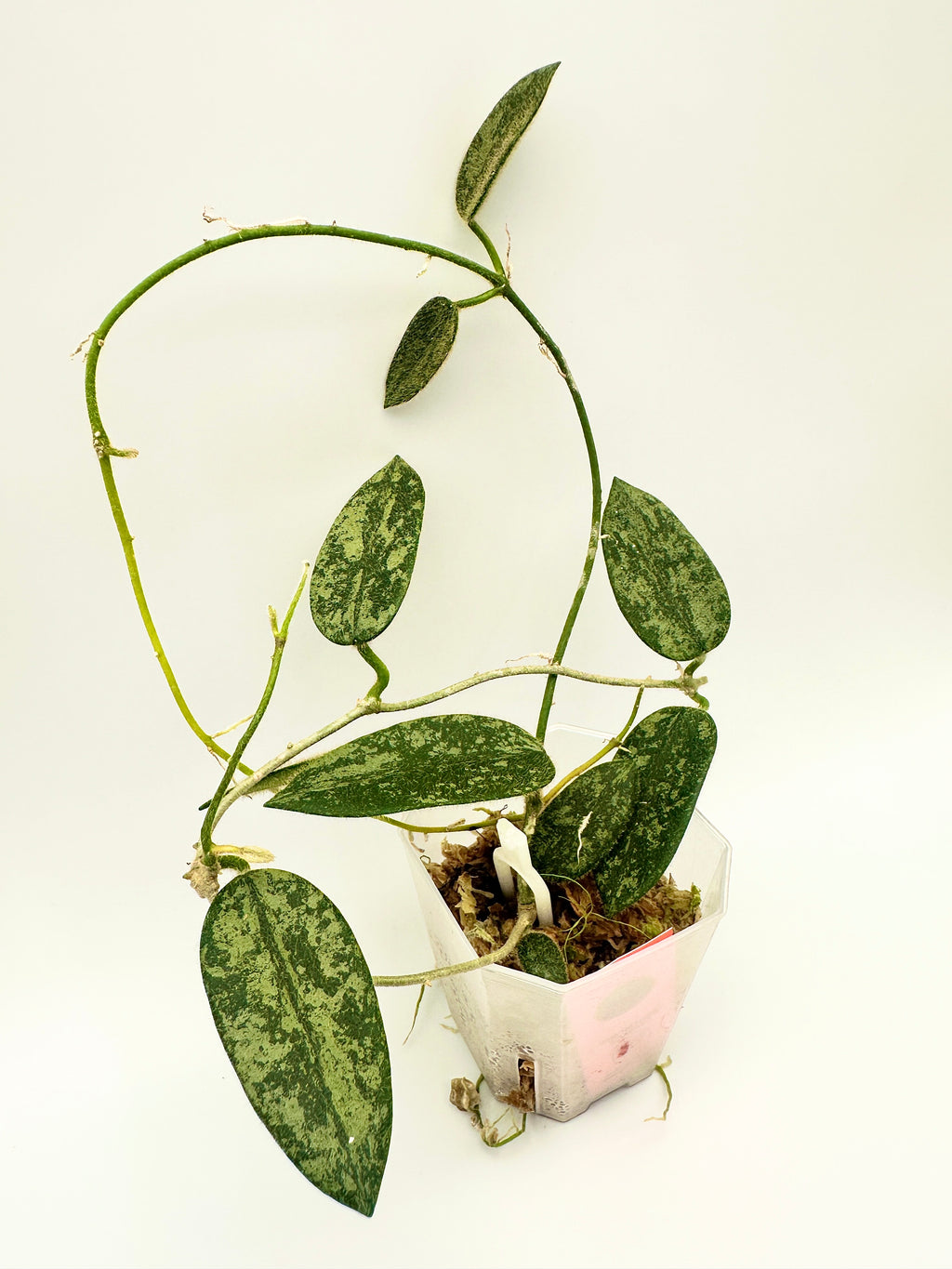 Hoya Thomsonii Splash (C)