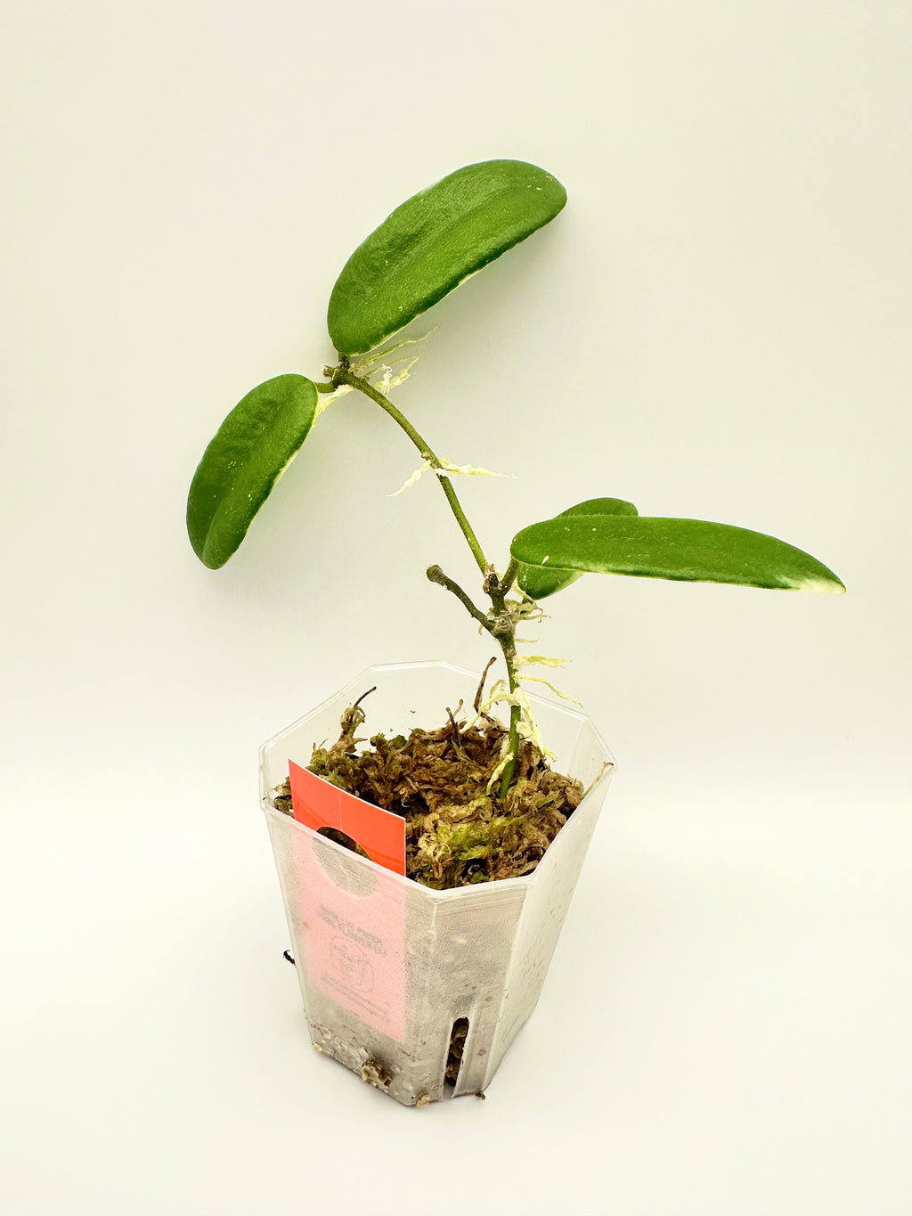 Hoya Lyi Prism - Pink Flower (A)