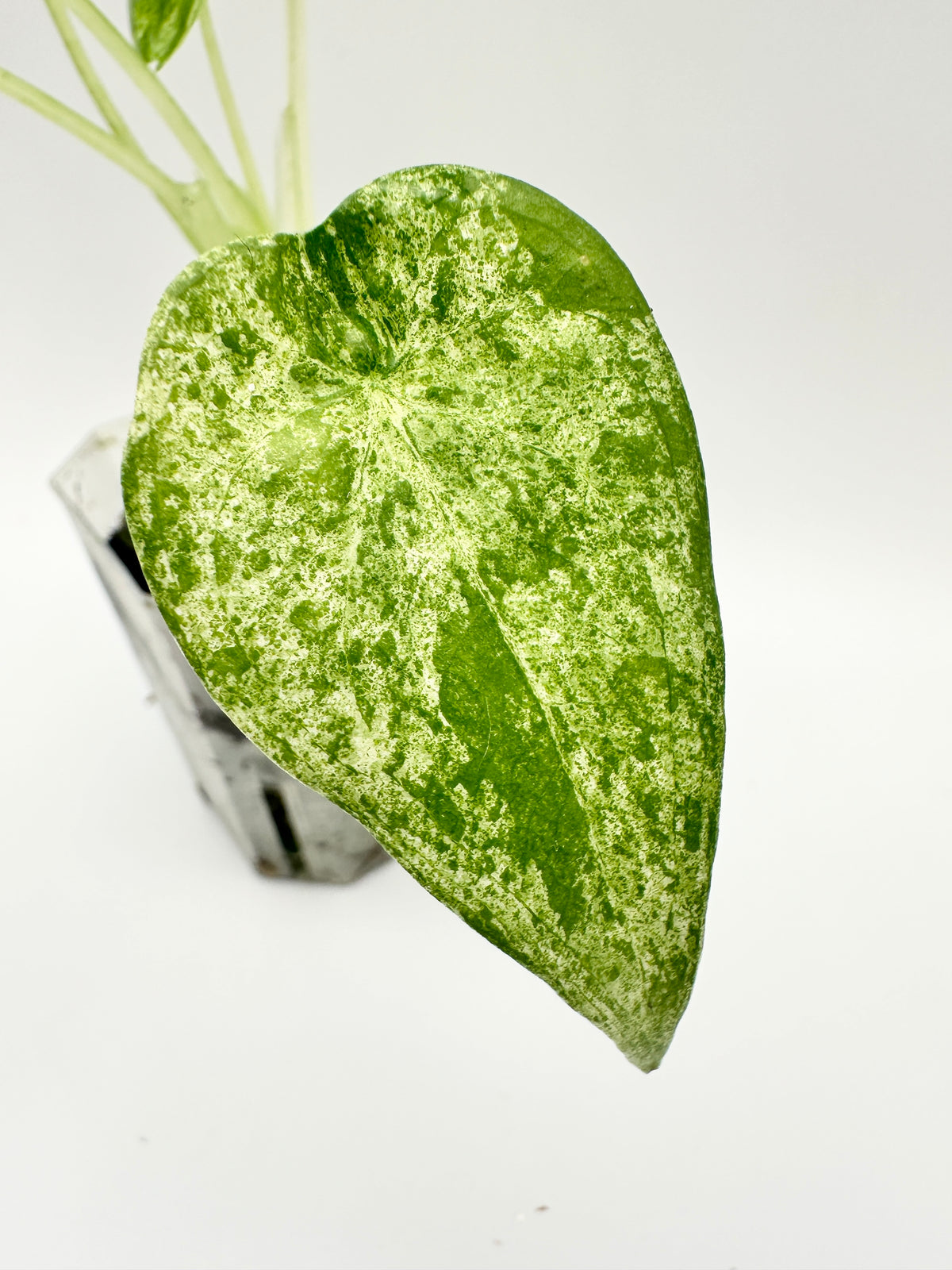 Alocasia Cucullata Mint