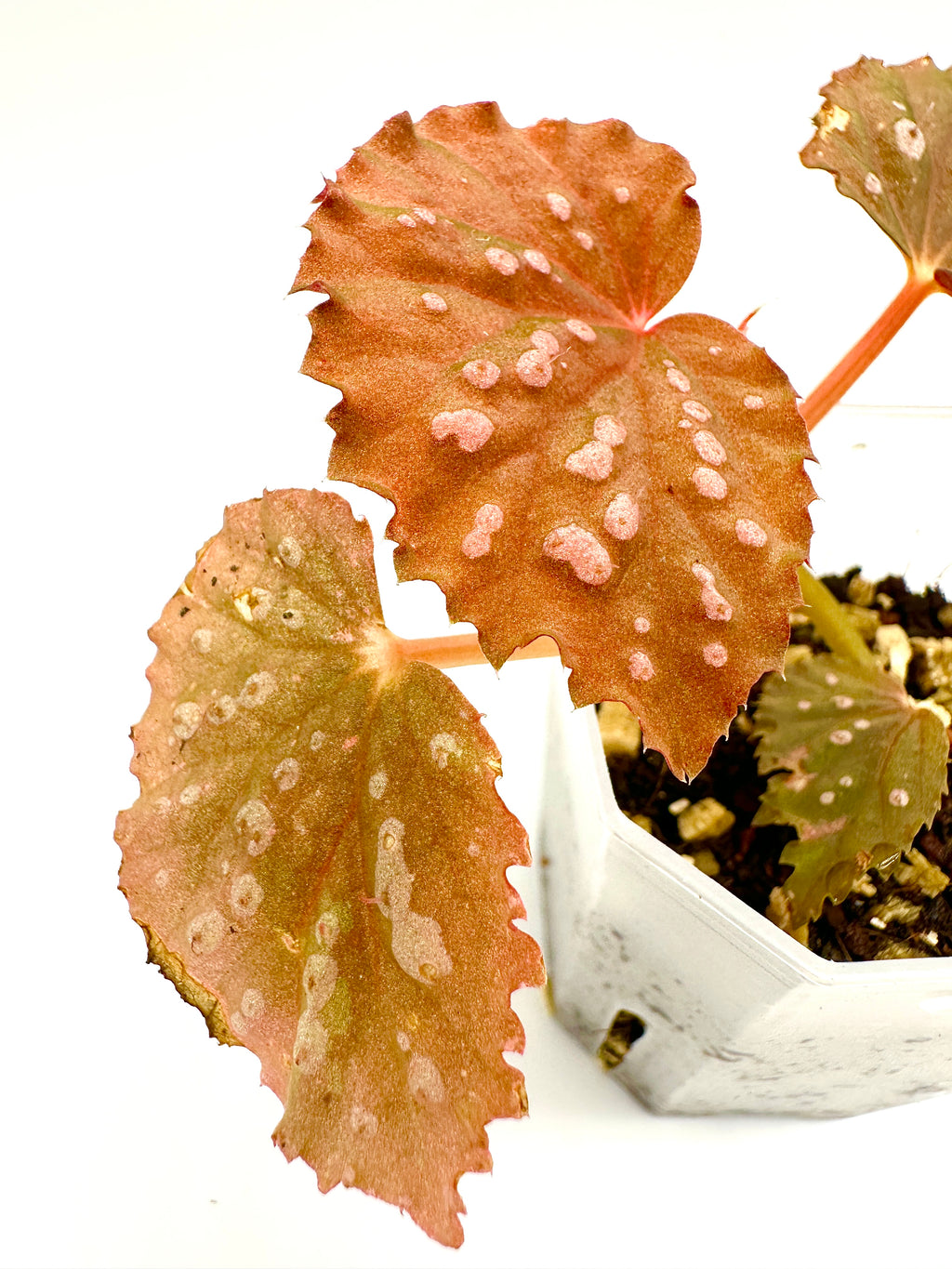 Begonia Sarawak Spots x Baik