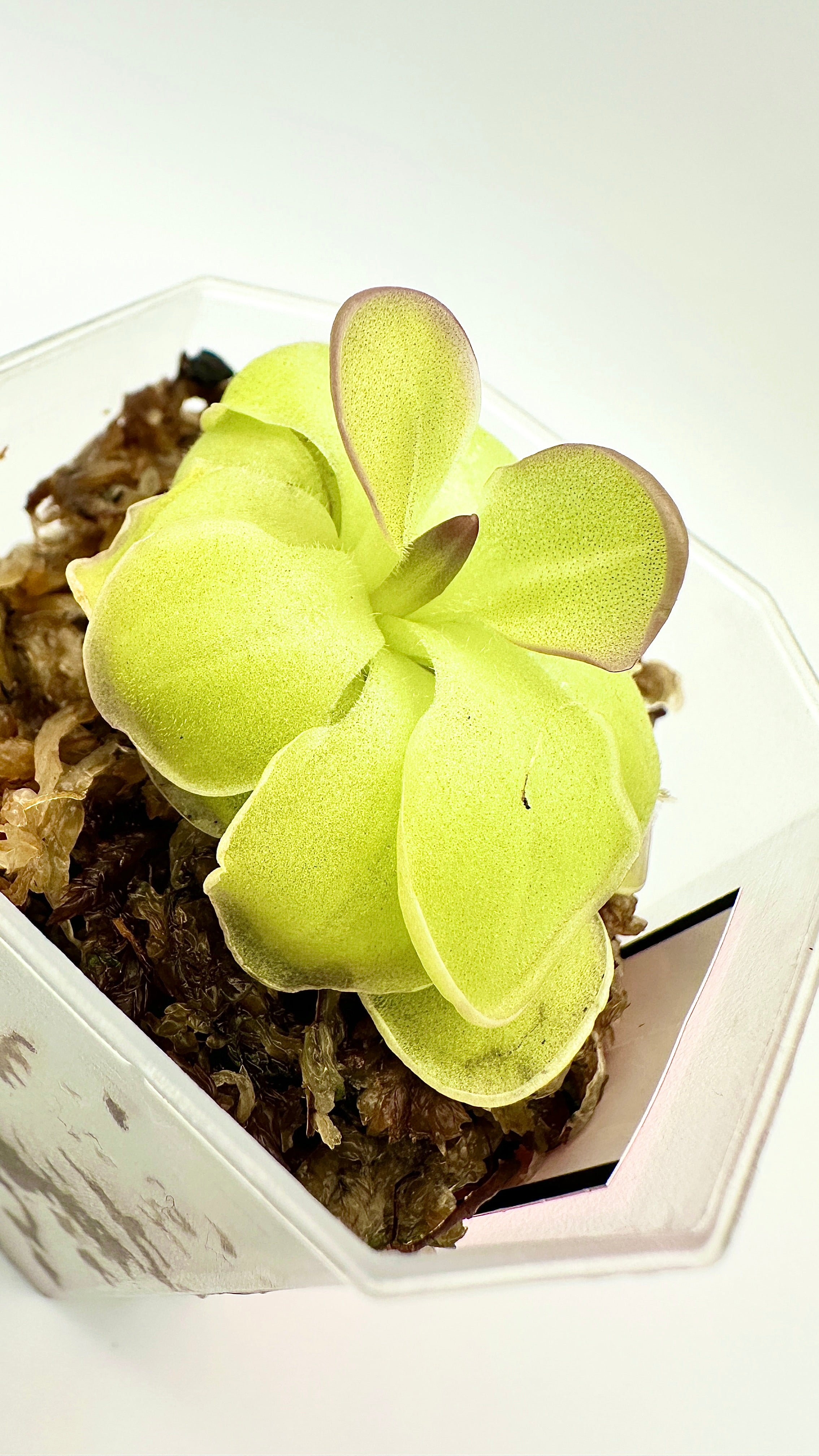 Pinguicula ‘Hanka’