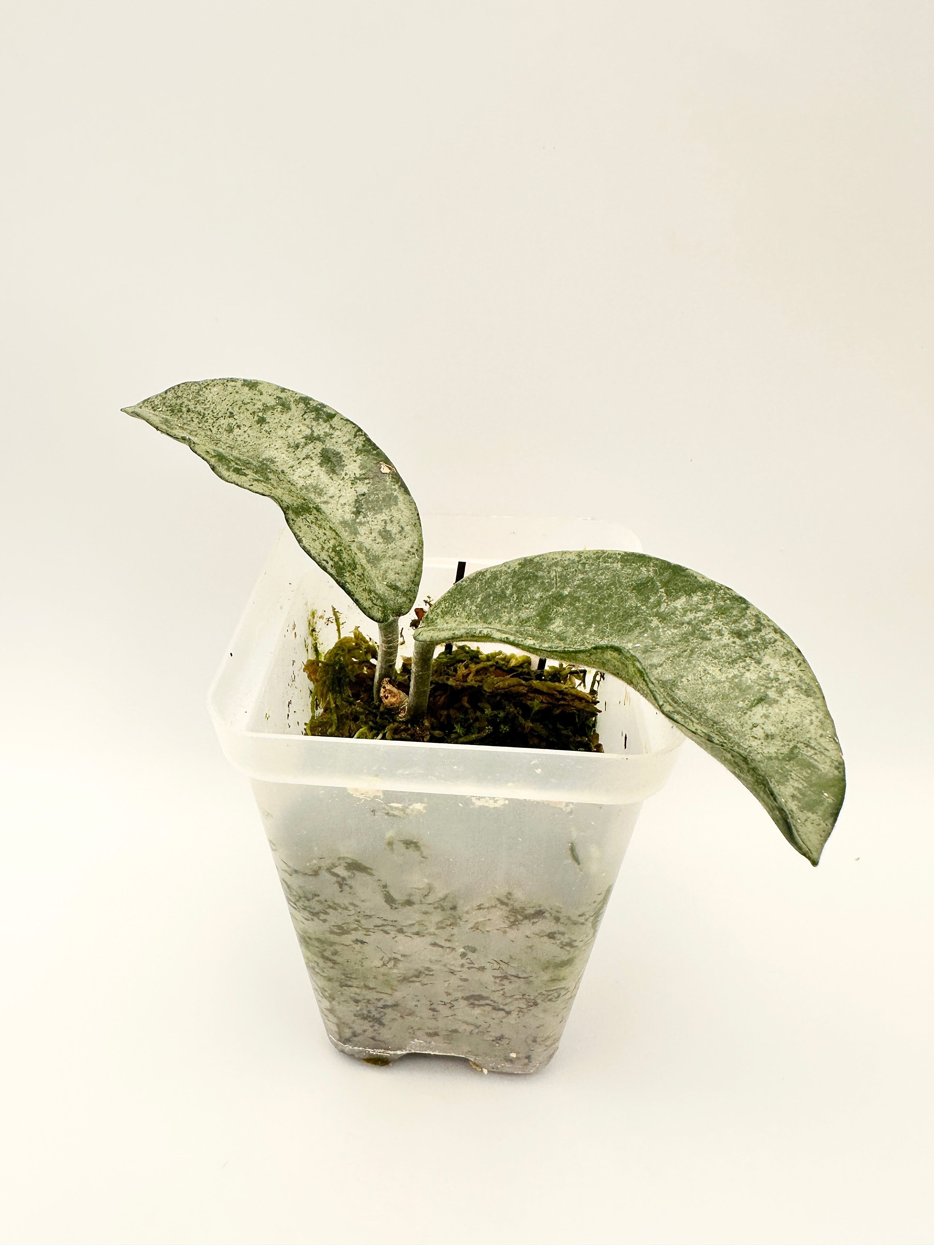 Hoya Carnosa ‘Grey Ghost’