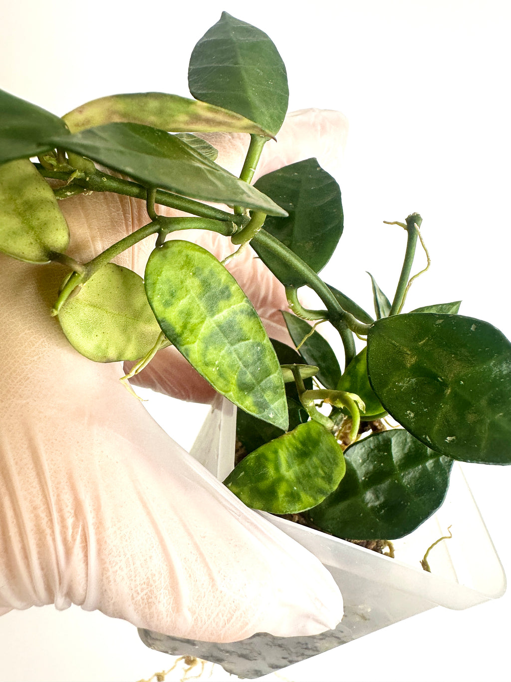 Hoya Lacunosa ‘Amarillo’