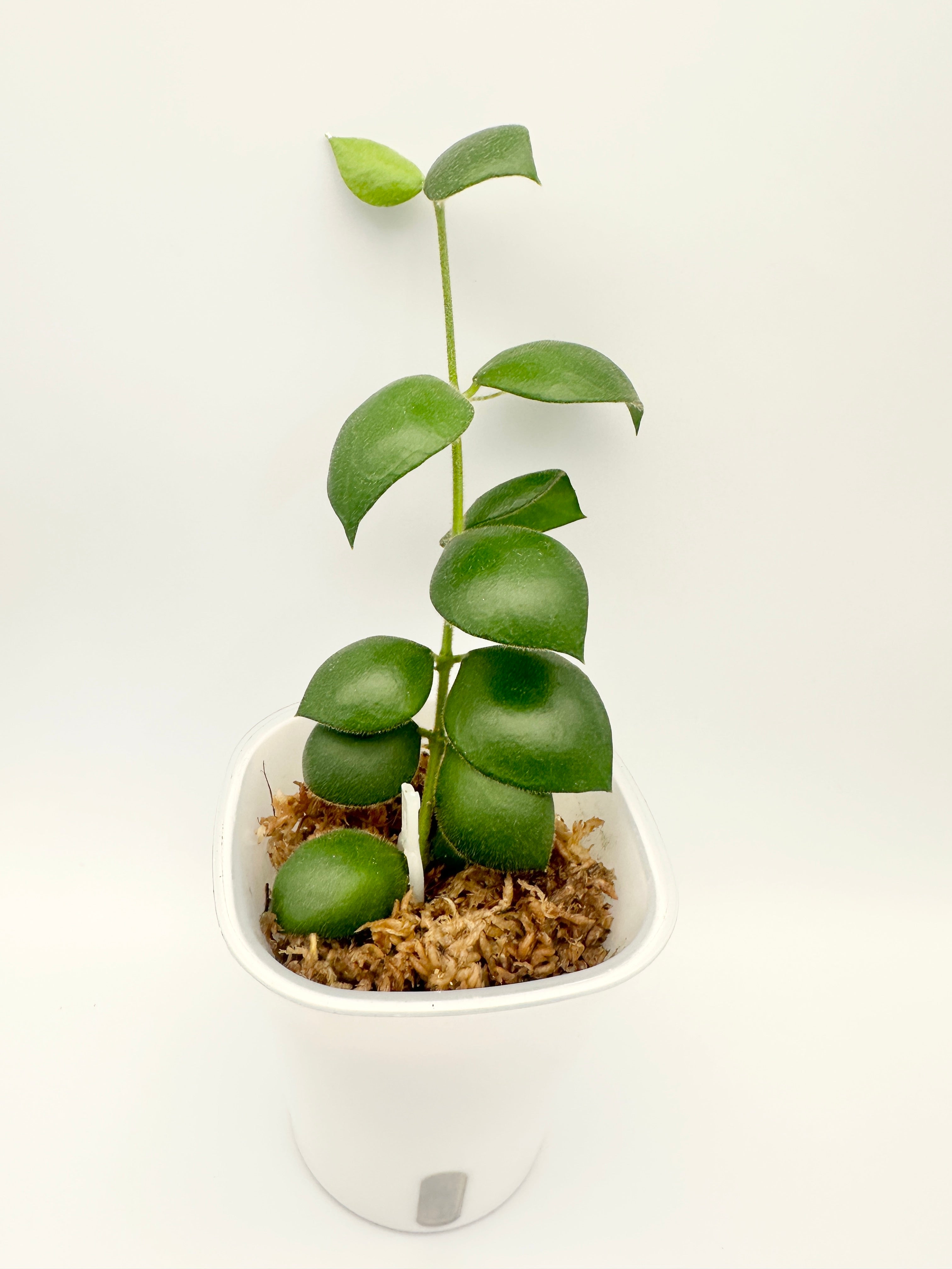 Hoya Aeschynanthoides