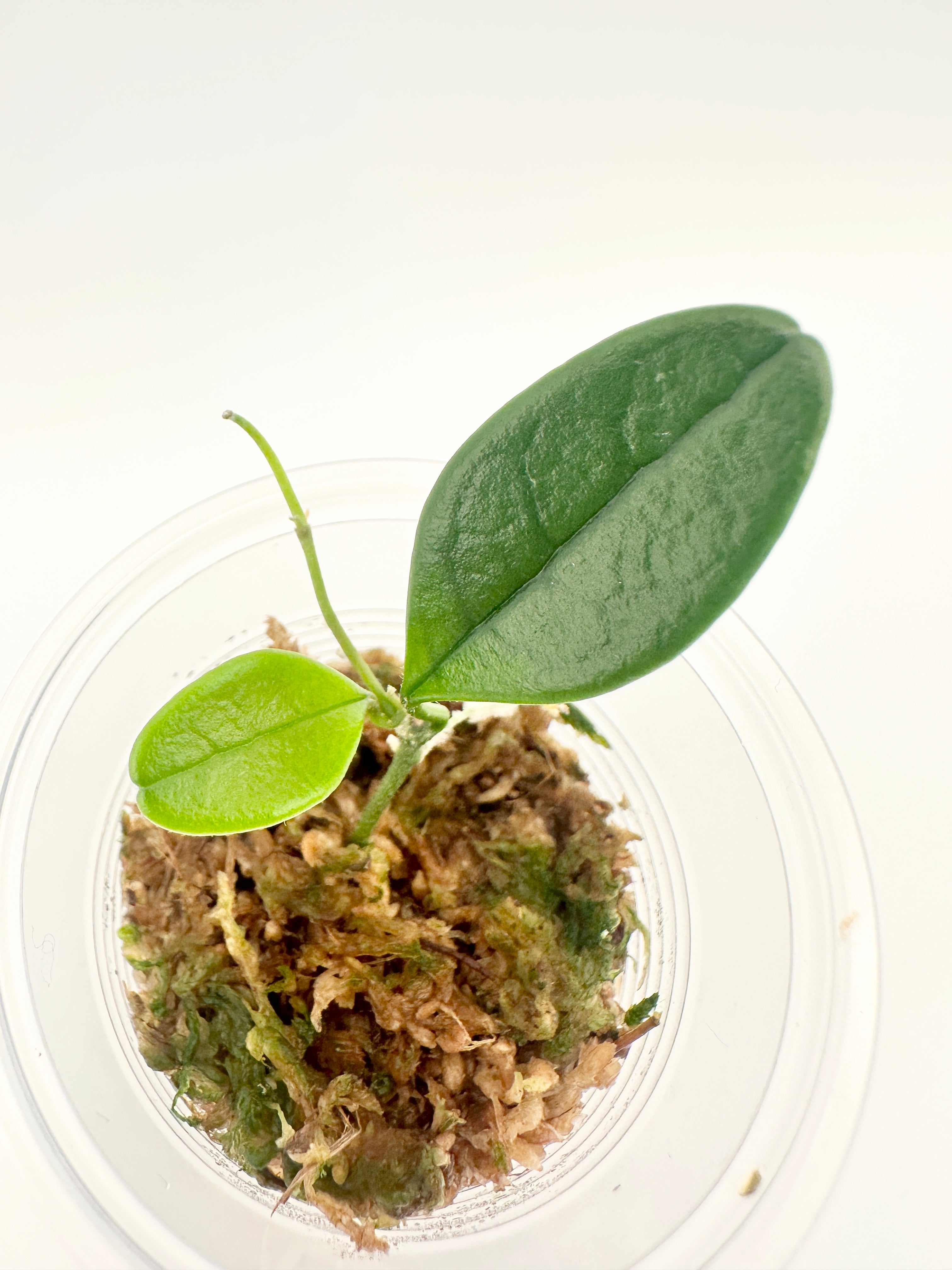 Hoya Uniflora