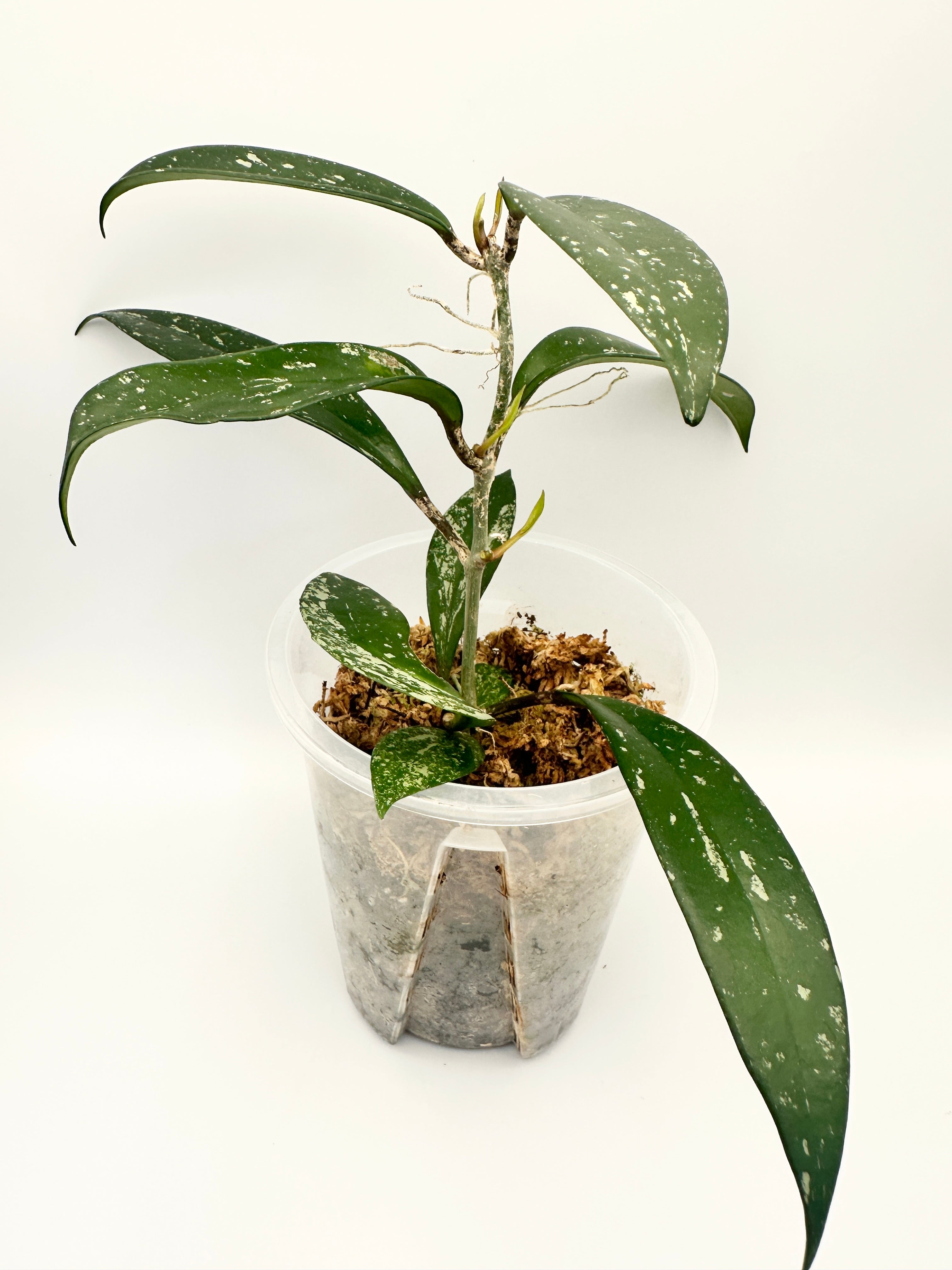 Hoya Pubicalyx Splash