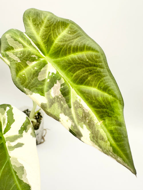 Alocasia Regal Shield Albo (Established, Big)