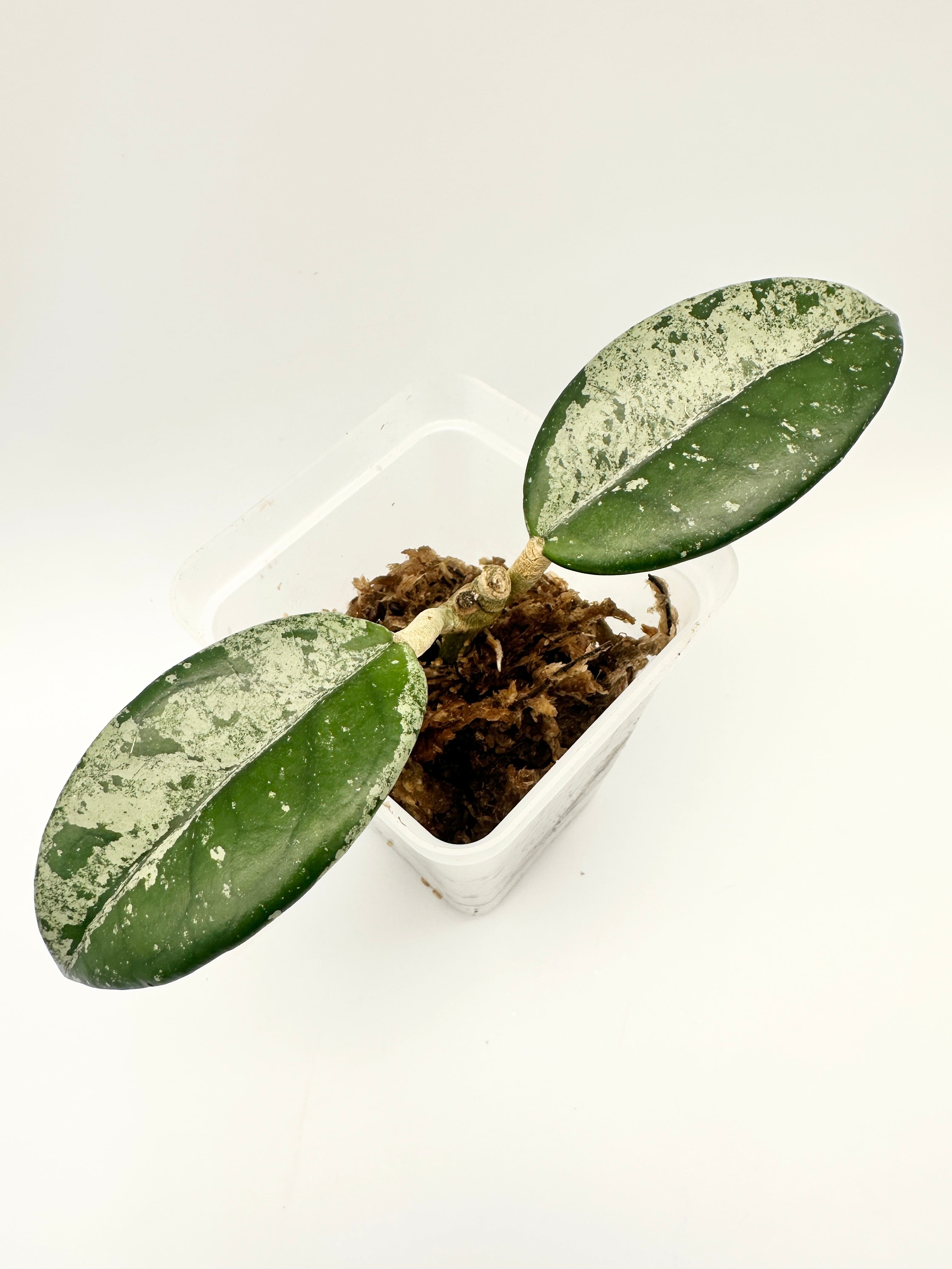 Hoya Carnosa ‘Wilbur Graves Russia’