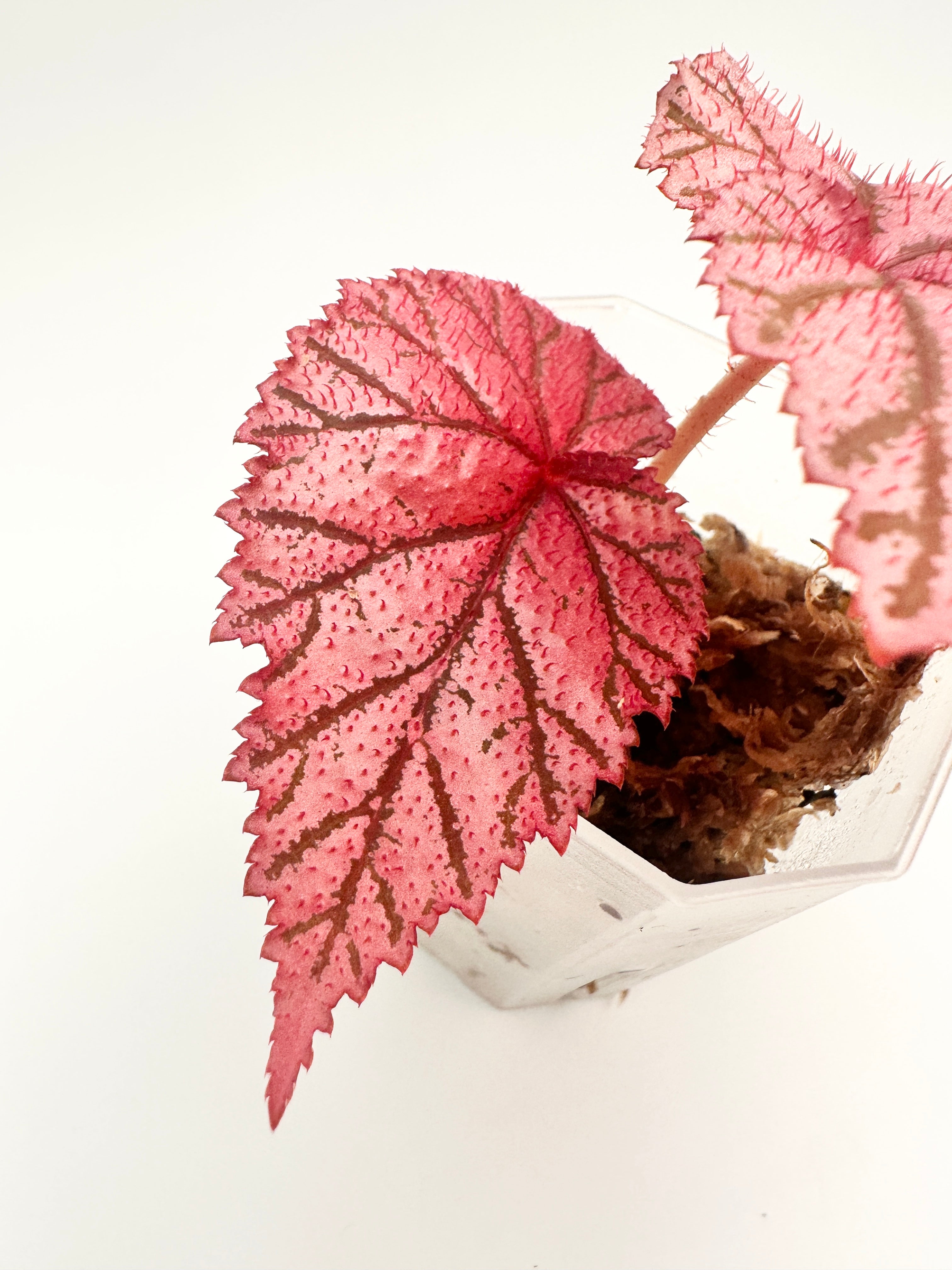Begonia ‘Tingley Mallet’ B