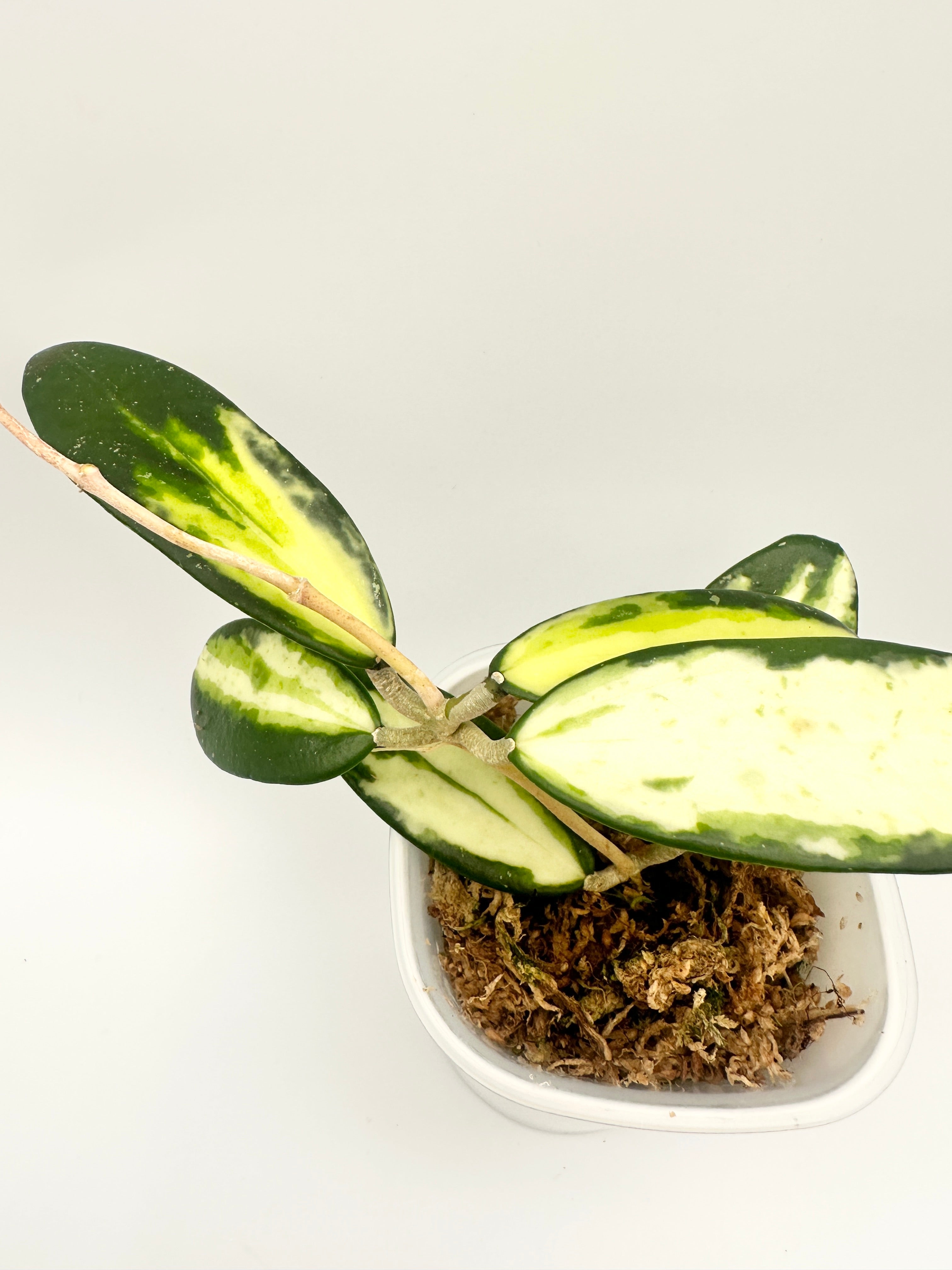 Hoya Acuta Var.