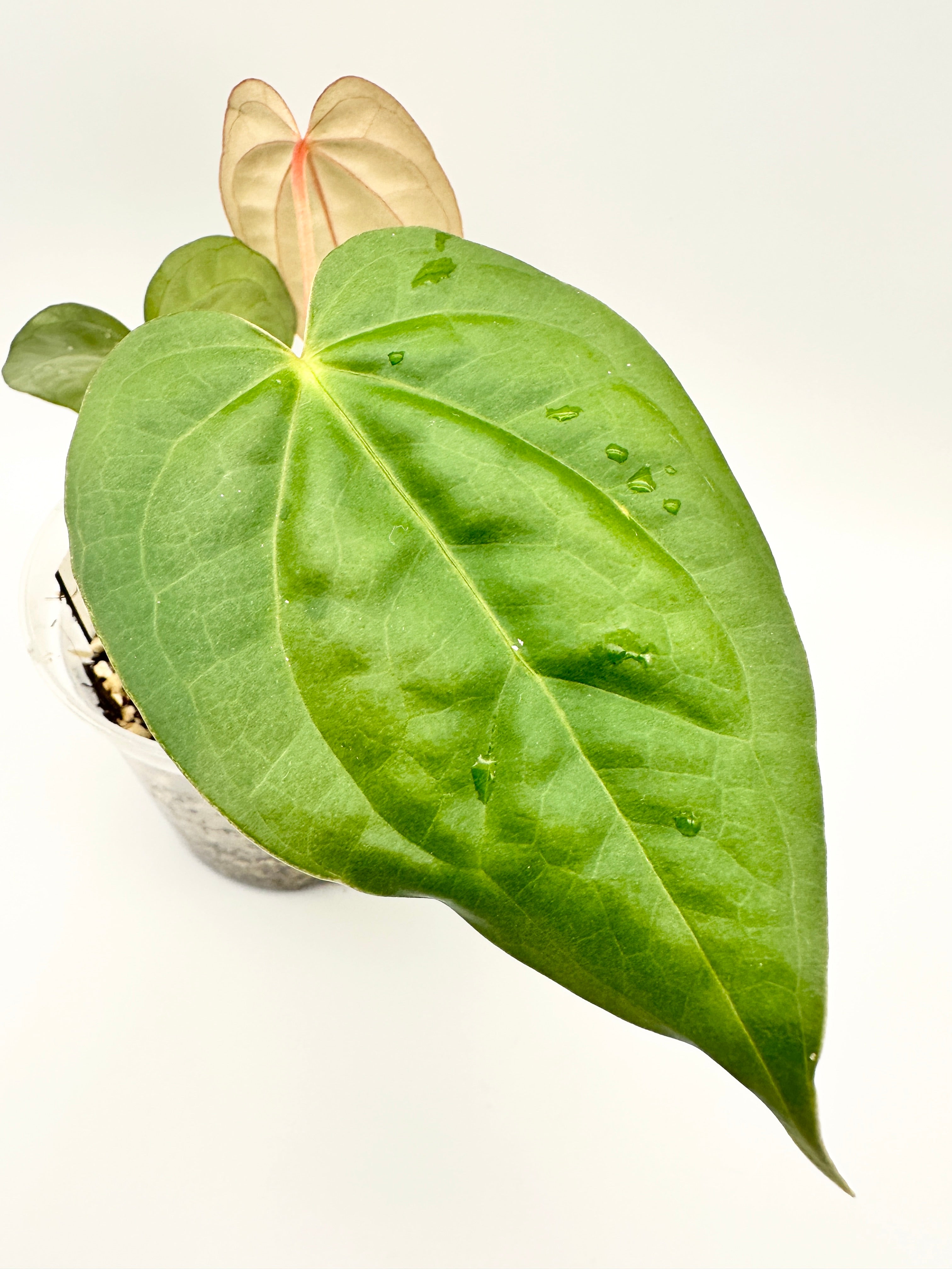 Anthurium Luxurians
