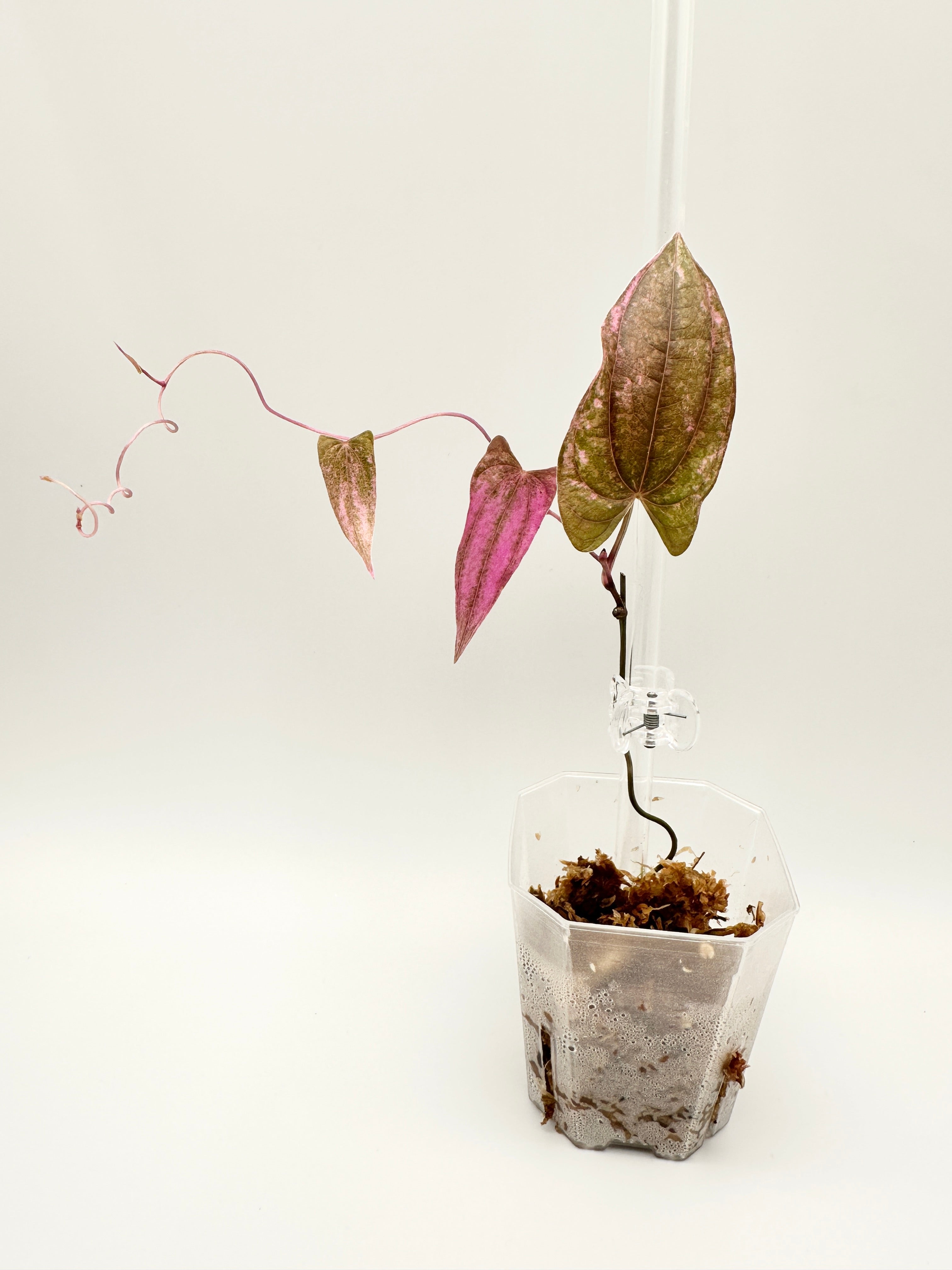 Dioscorea ‘Pink Pixel’ (RARE) 🦄