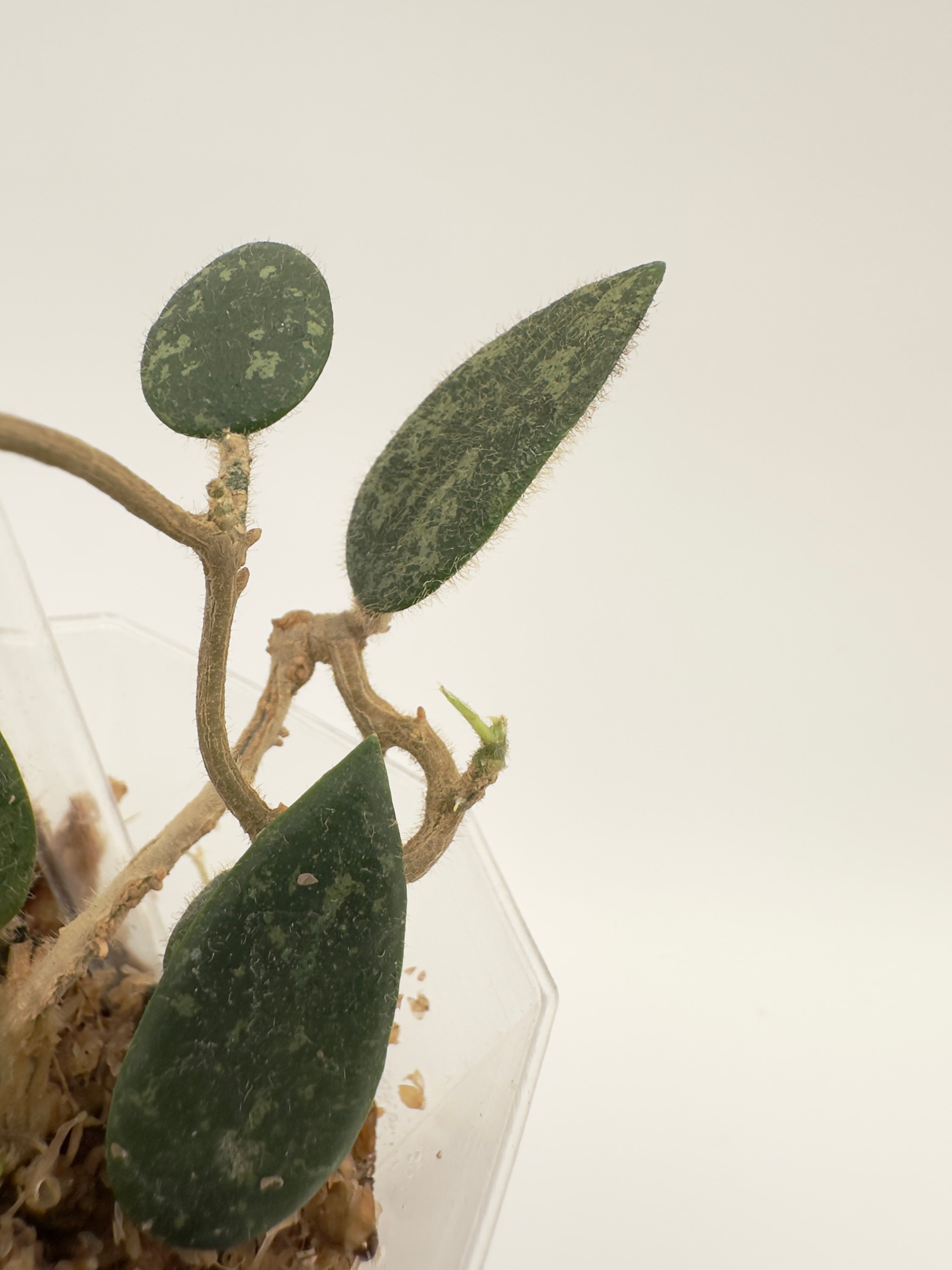 Hoya Thomsonii Splash (B)