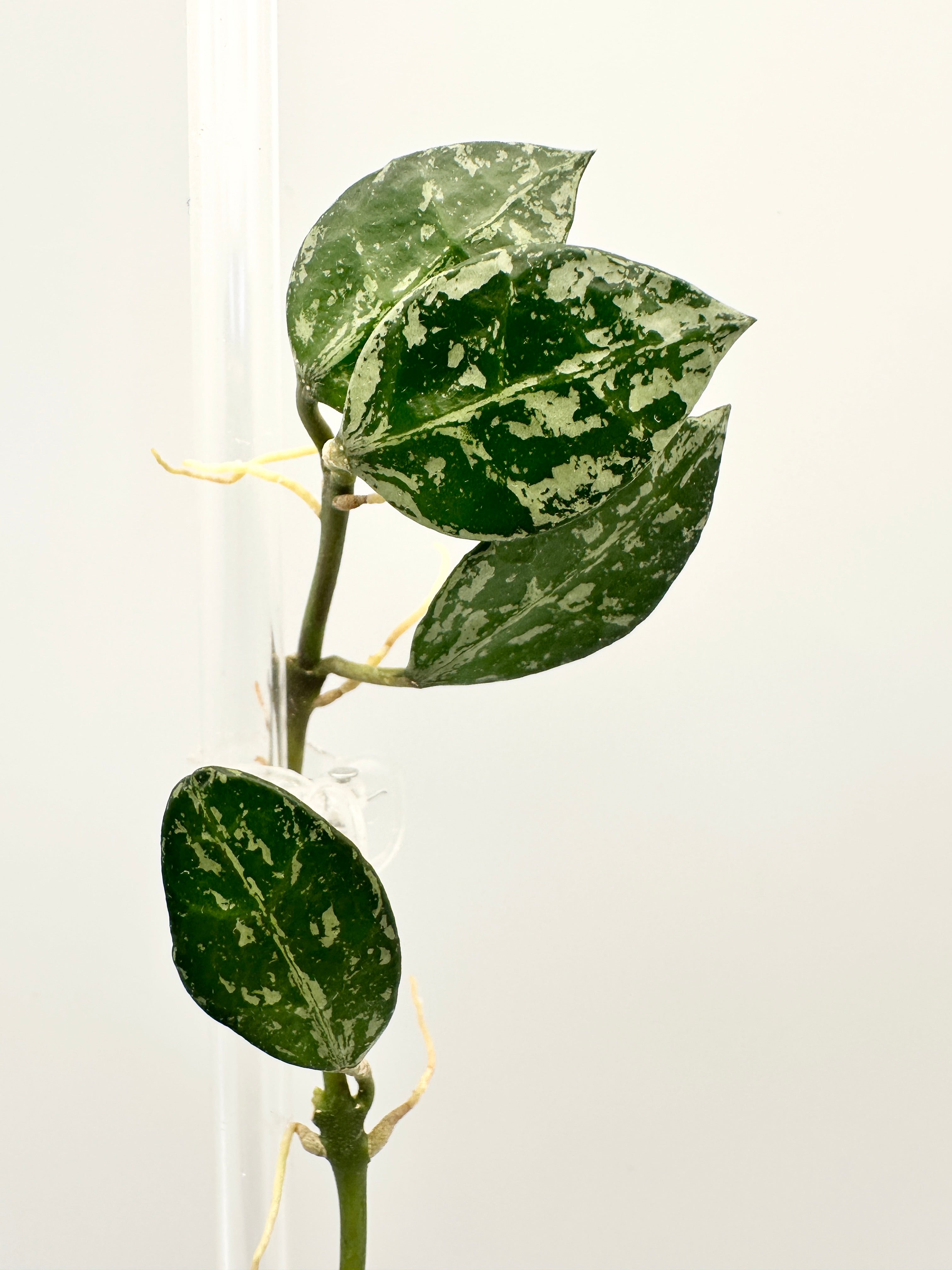 Hoya Lacunosa ‘Tiger Skin’ A