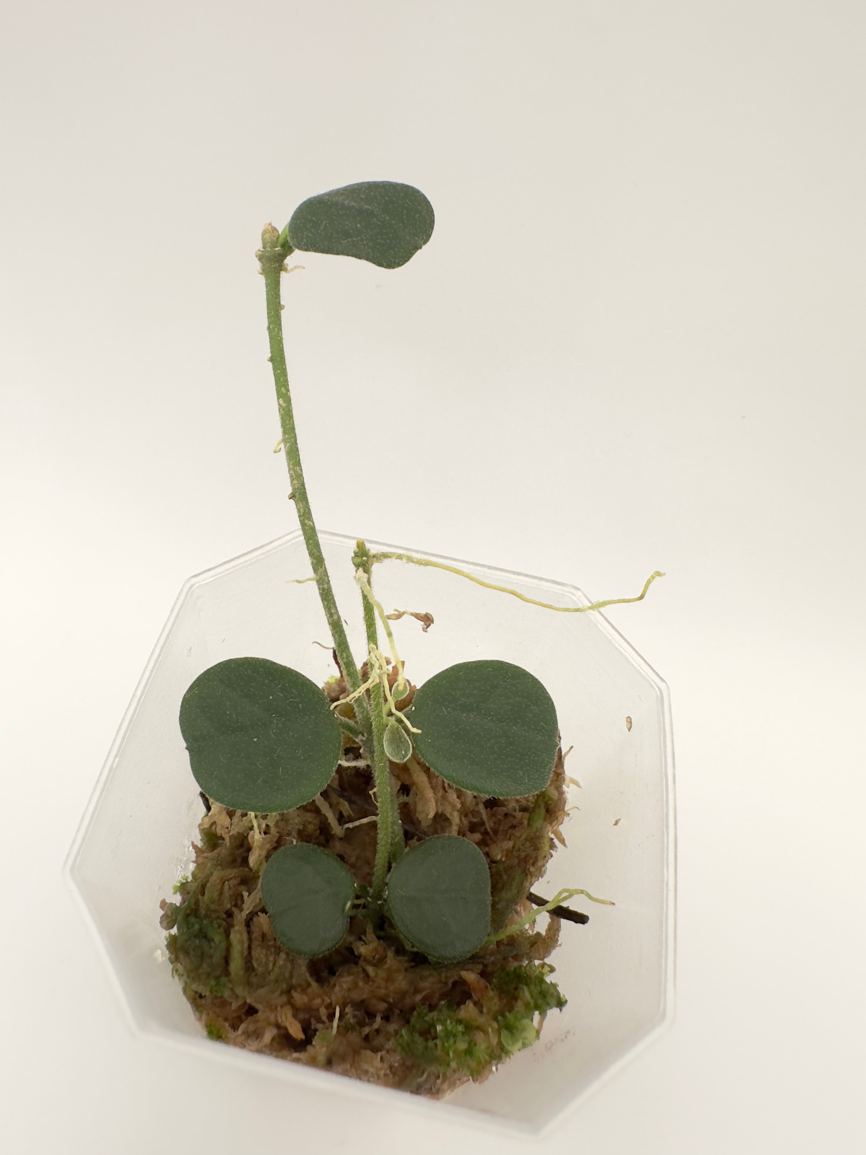 Hoya Obcordata