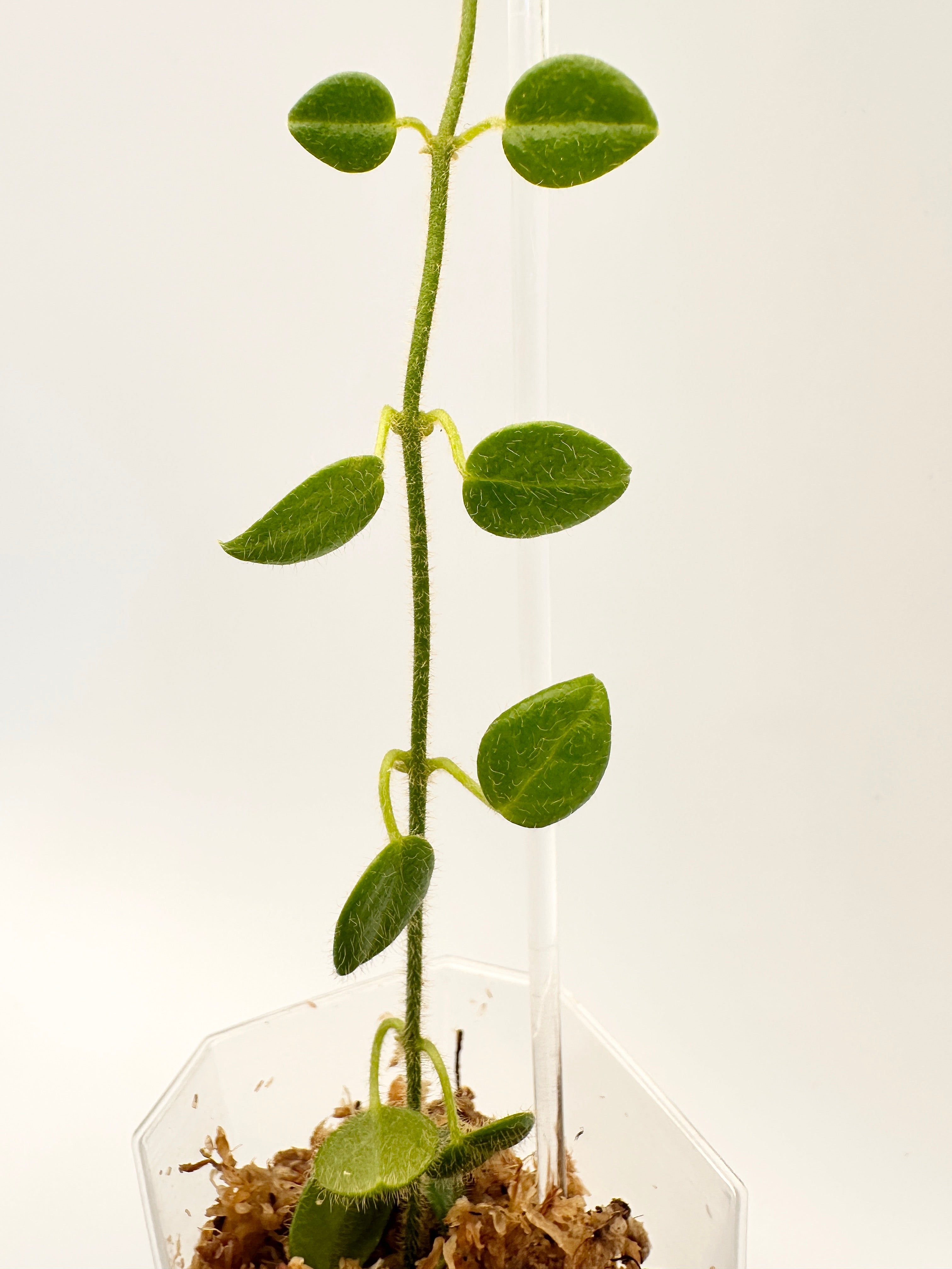 Papua Hoya Mini Sp. Sulawesi